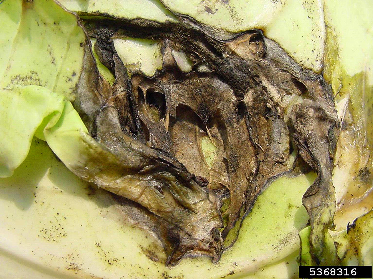 Bacterial soft rot on cabbage
