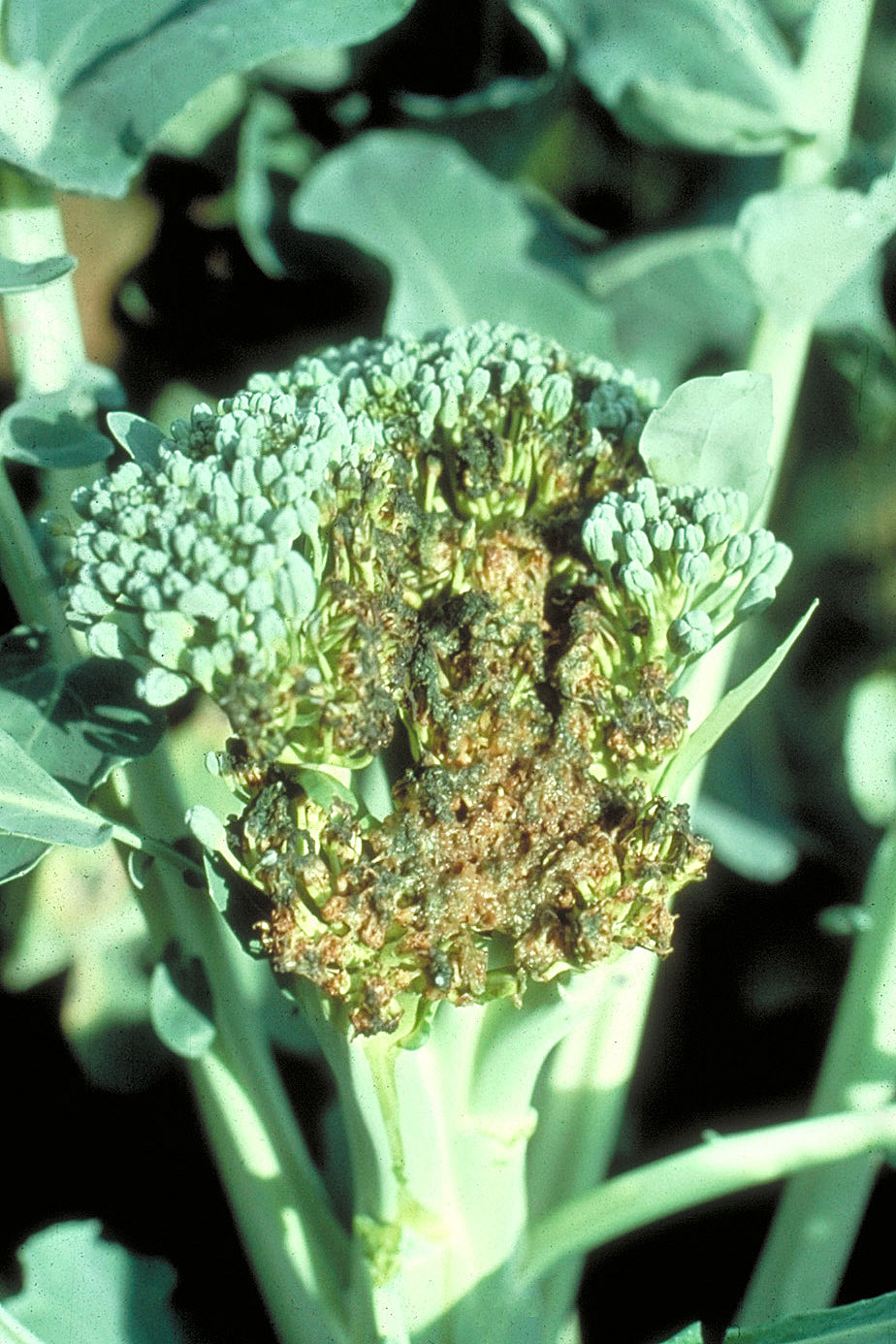 Bacterial soft rot on broccoli florets