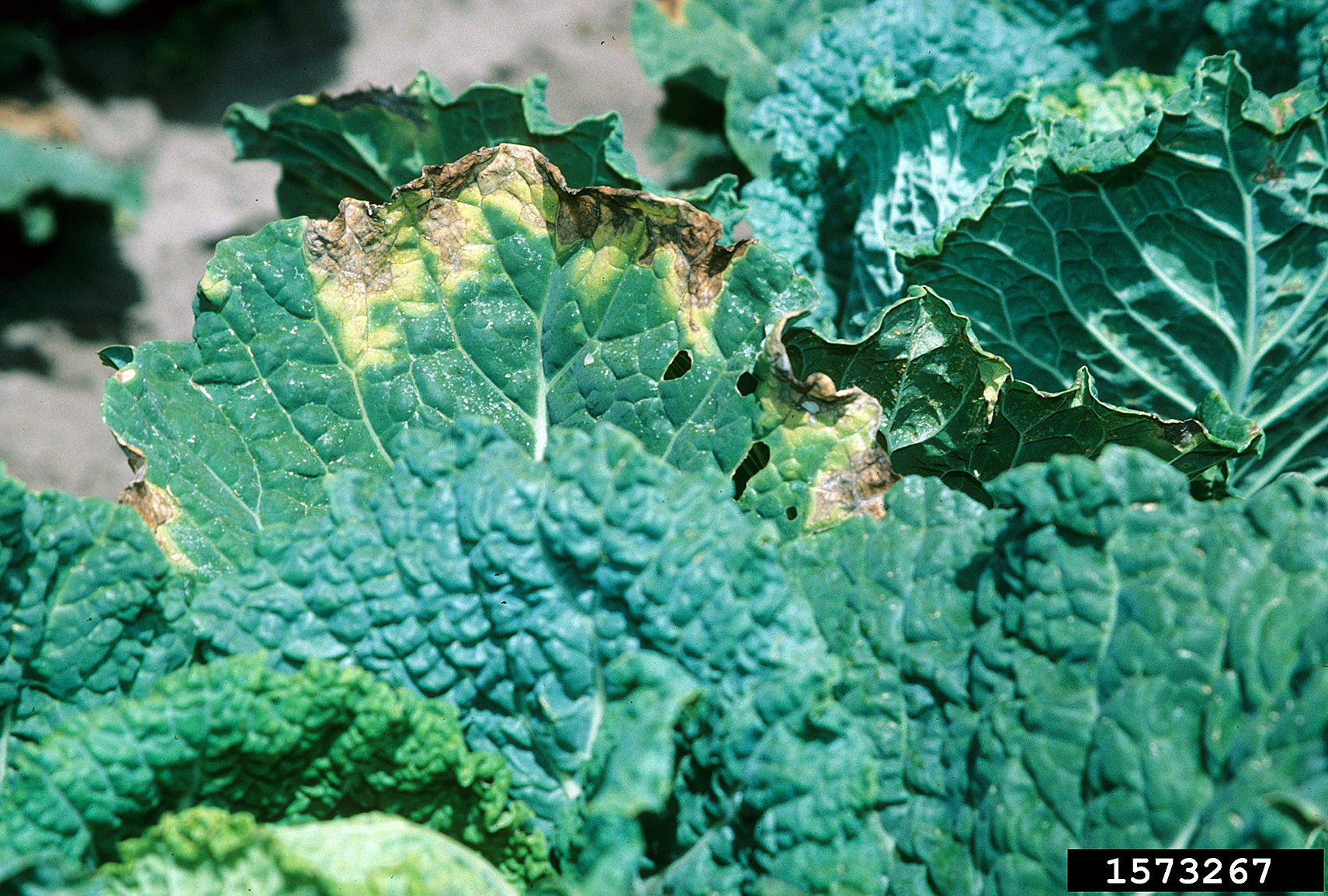 Black rot on leaves of savoy cabbage