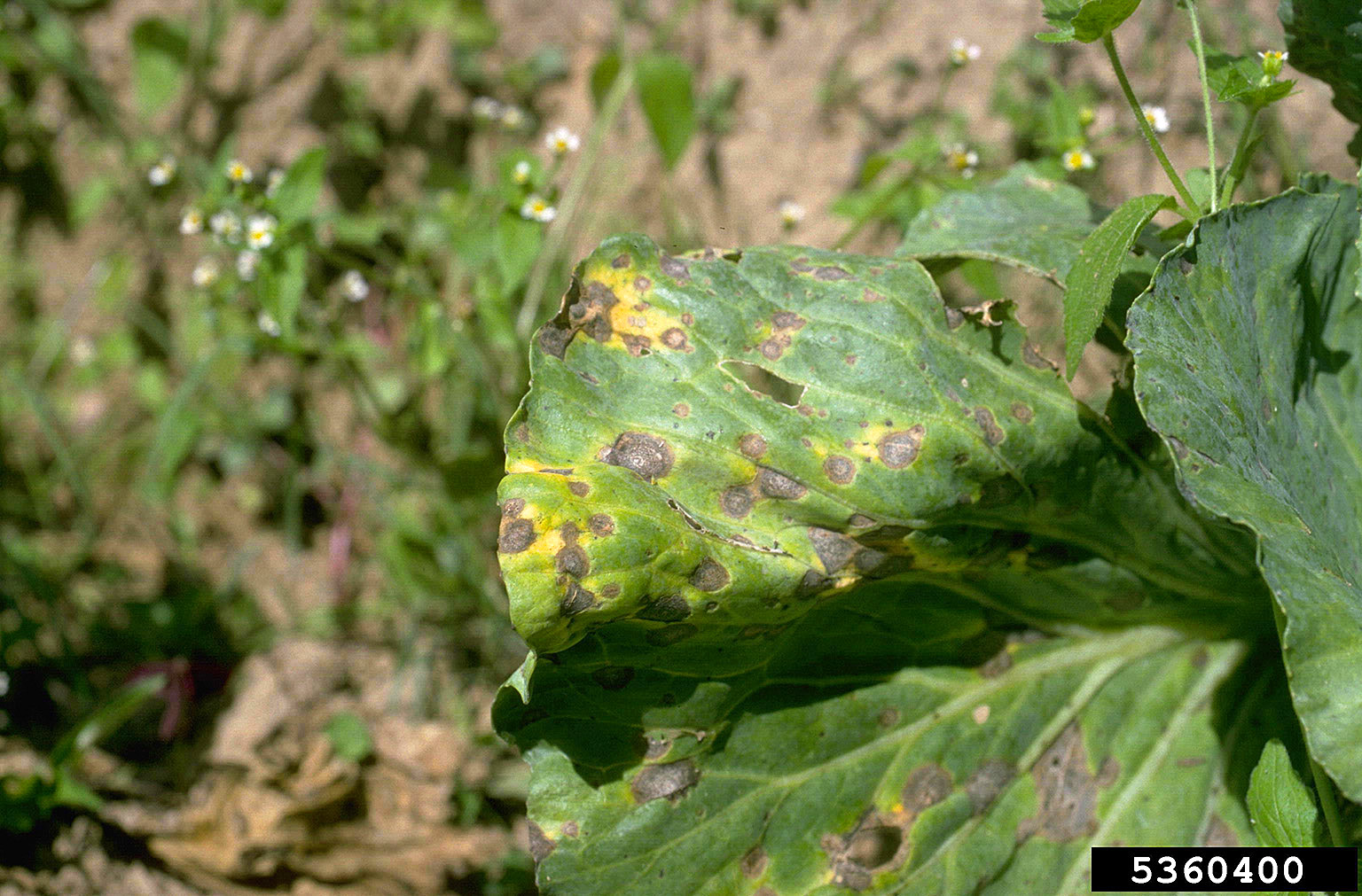 Alternaria leaf spot