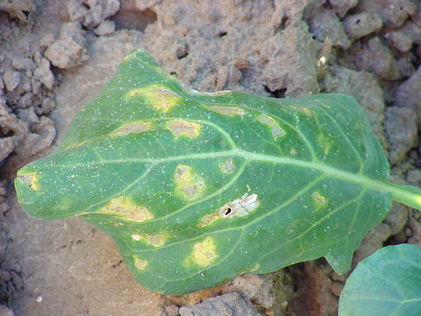 Downy mildew lesions on upper leaf surface of collard