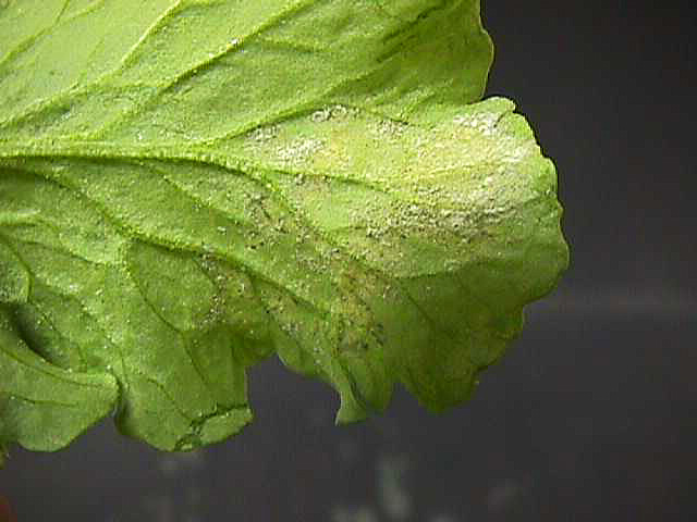 Sporulation of downy mildew on the underside of a mustard leaf