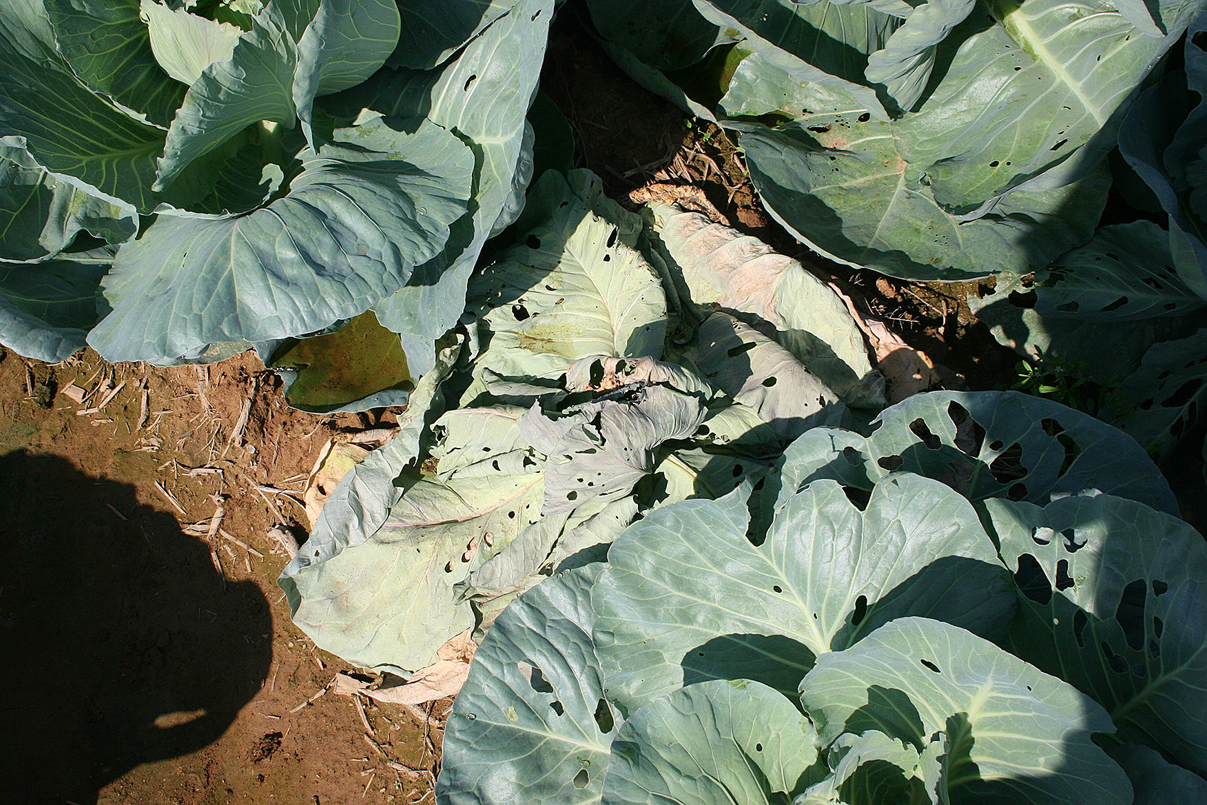 Wilting on cabbage caused by Phytophthora