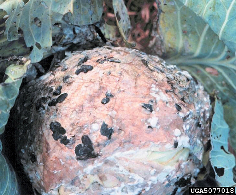 Wet rot and fungal growth (mycelium and sclerotia) caused by Sclerotinia on cabbage head