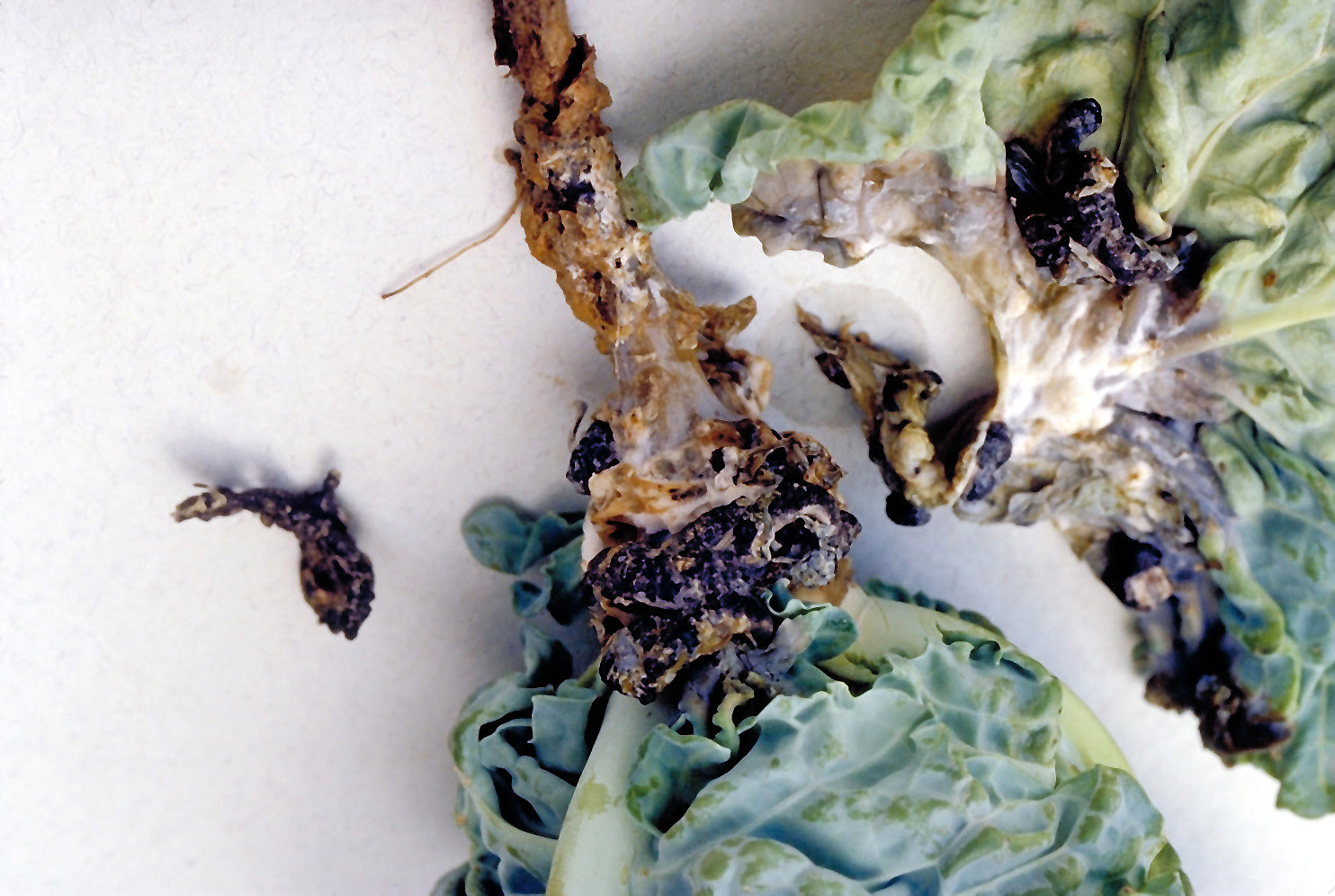 White mold on lower stem of cabbage