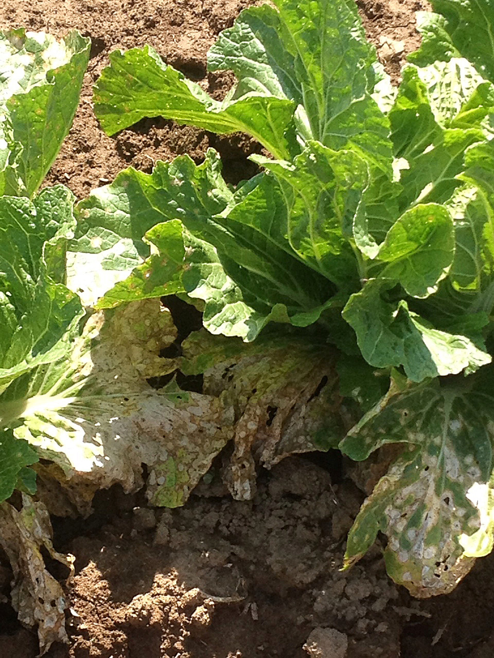 Lesions of napa cabbage caused by white leaf spot