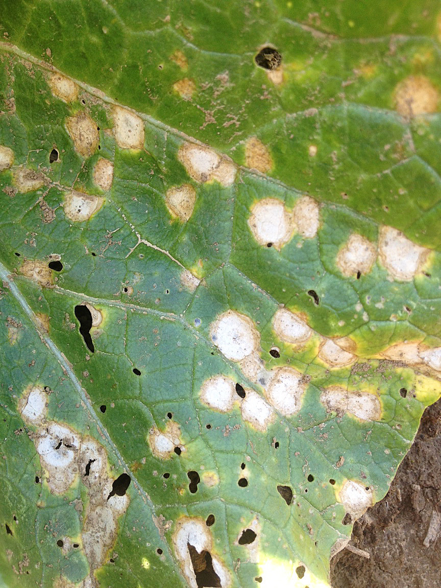Severe blighting of napa cabbage caused by white leaf spot
