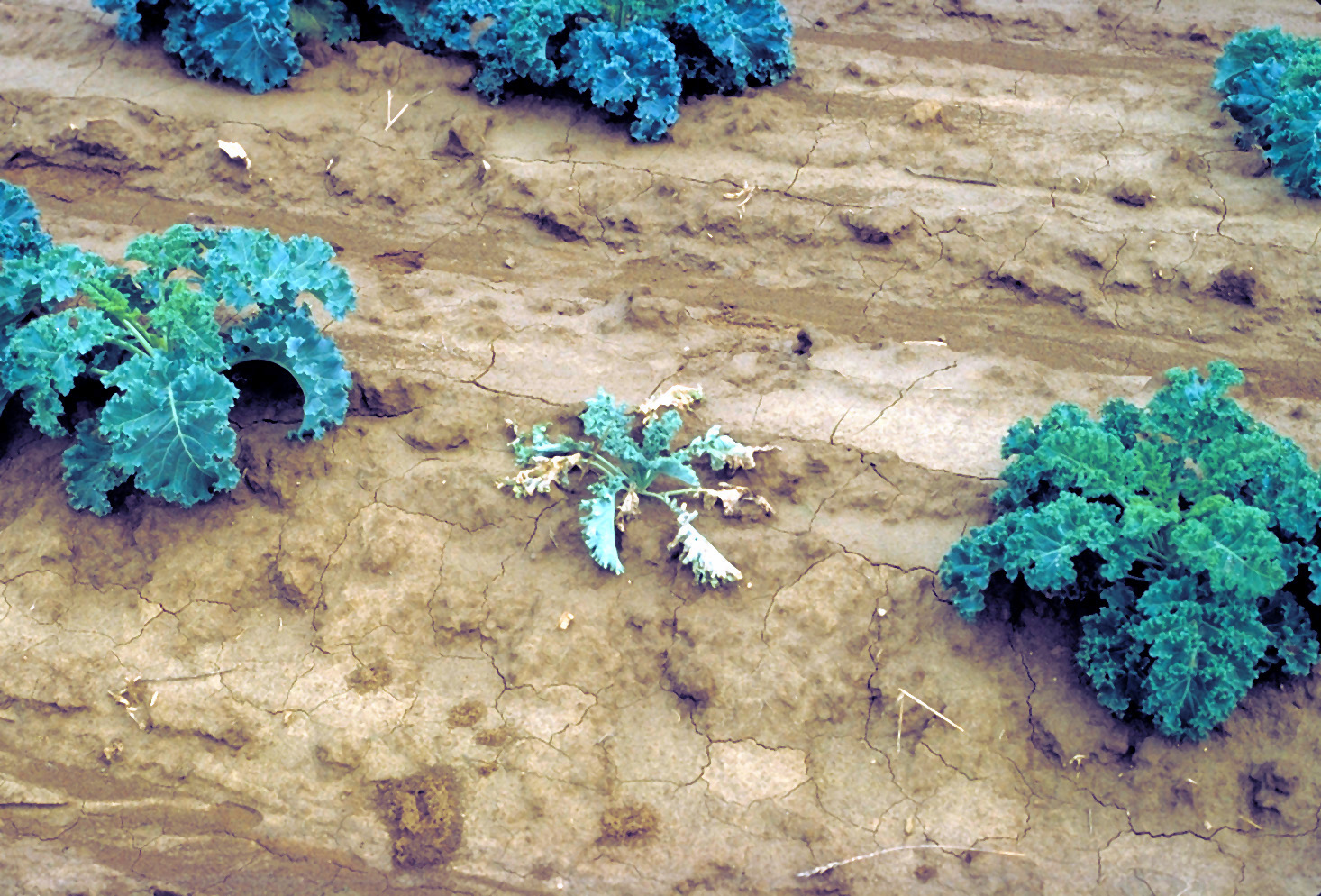 Wilted kale affected by wirestem