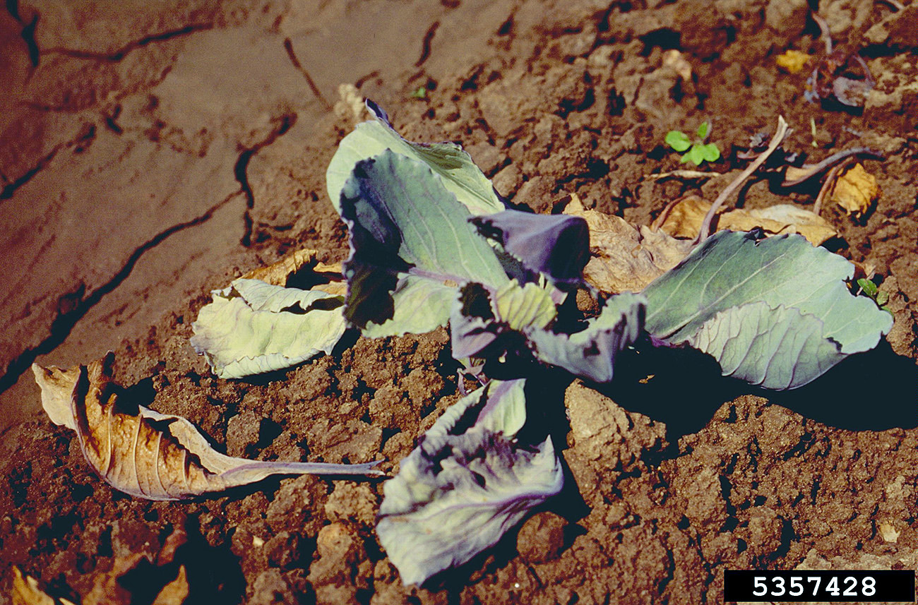 Fusarium yellows on cabbage