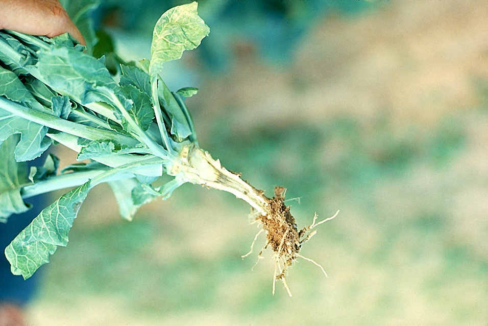 Vascular discoloration caused by Fusarium on kale