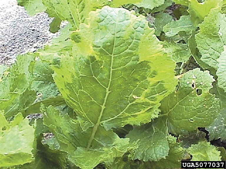 Turnip mosaic virus