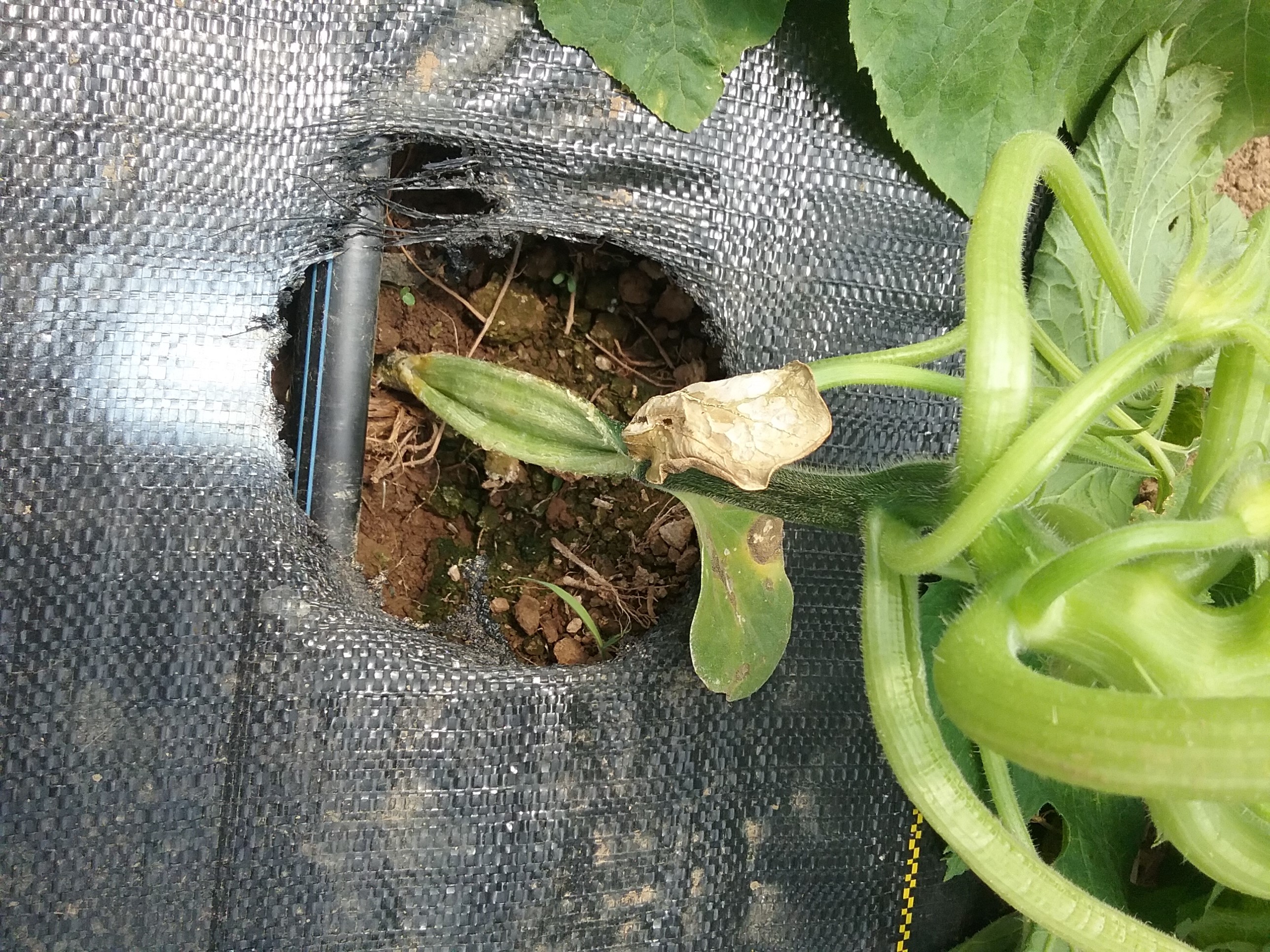 Stem Splitting