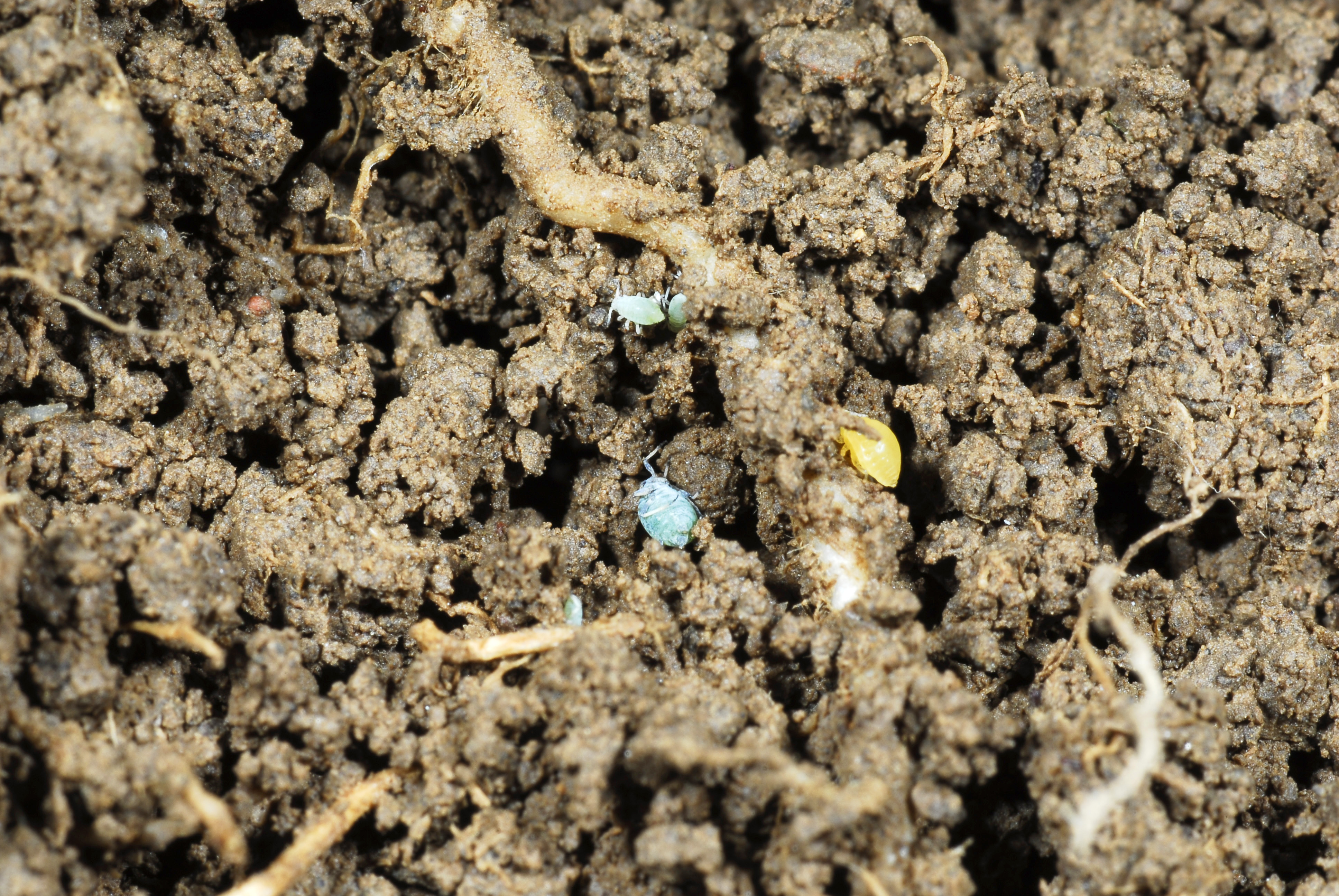 Corn root aphids.