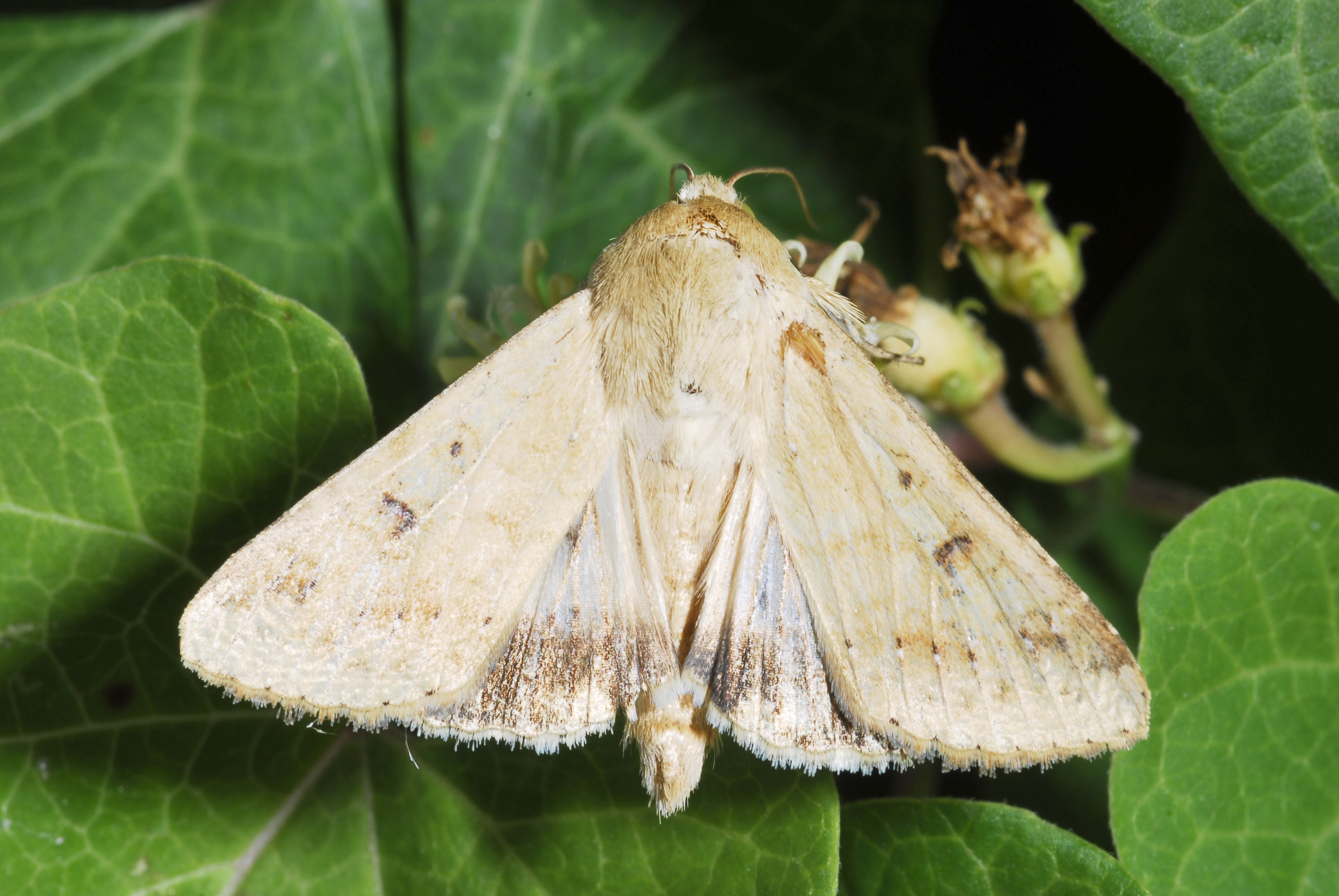 Corn earworm adult moth