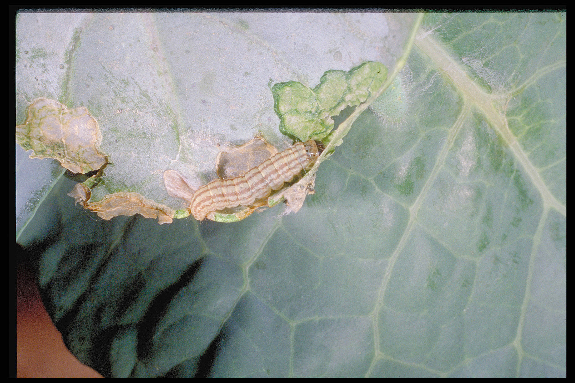 Cabbage webworms caterpillar