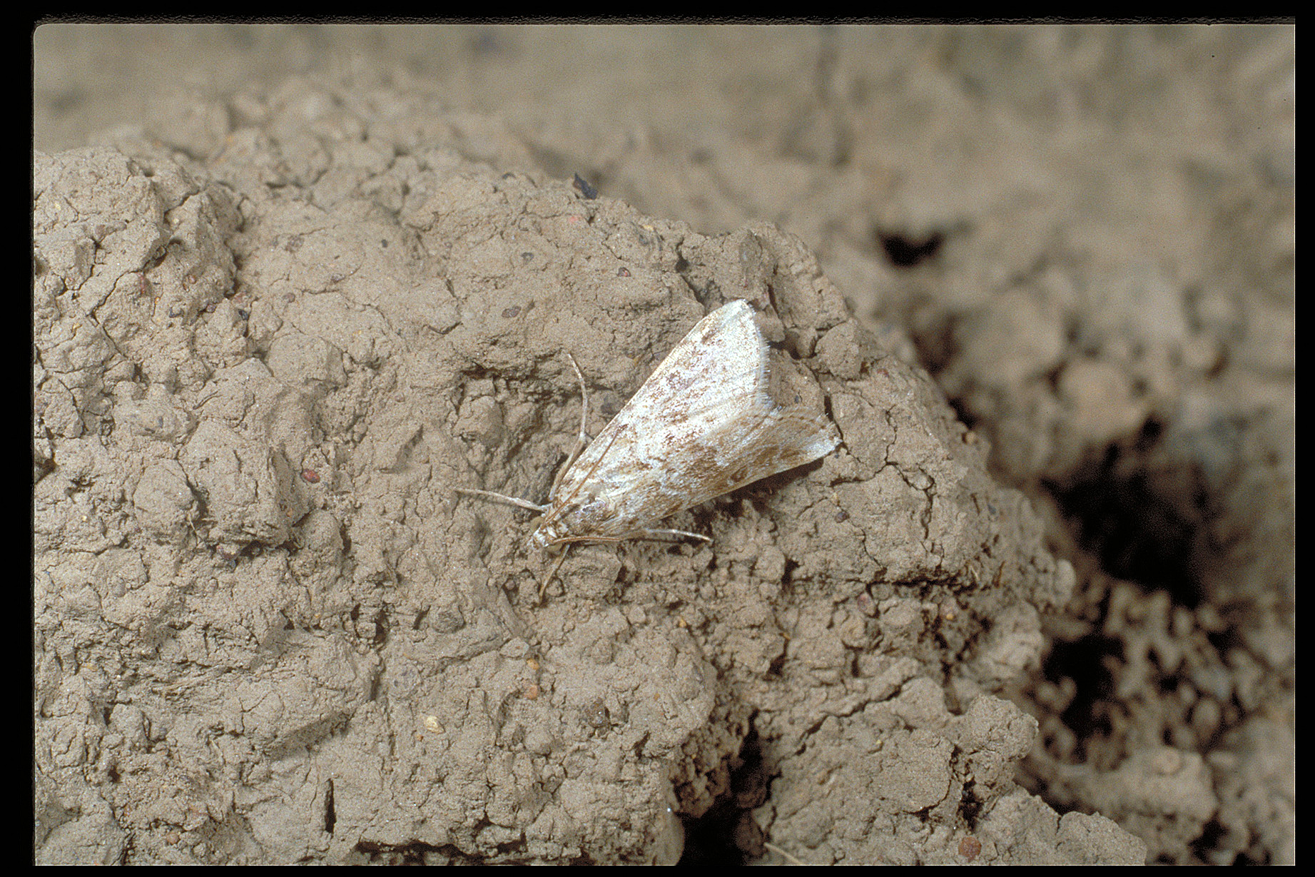 Cabbage webworm moth