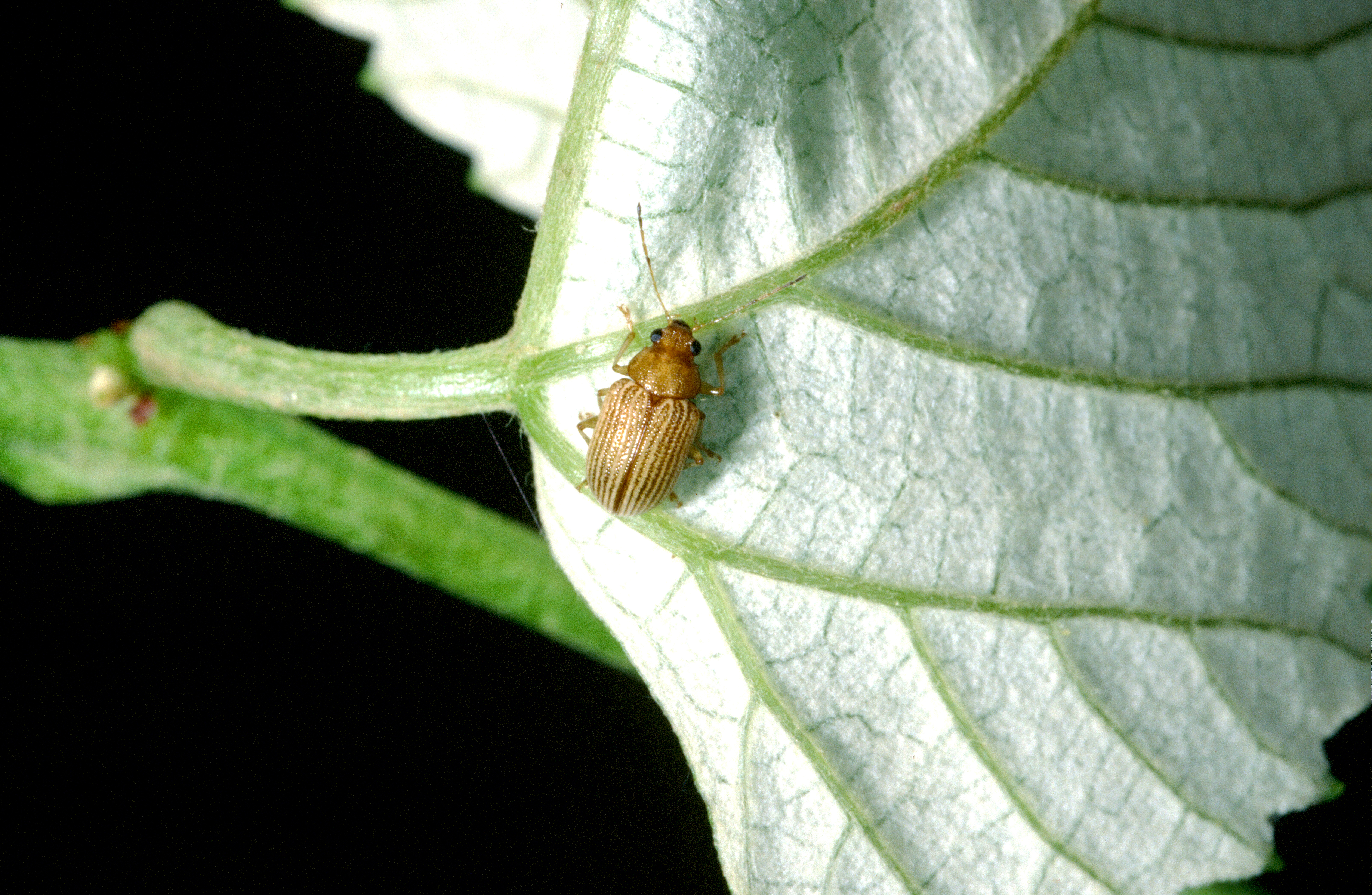 Grape Colaspis