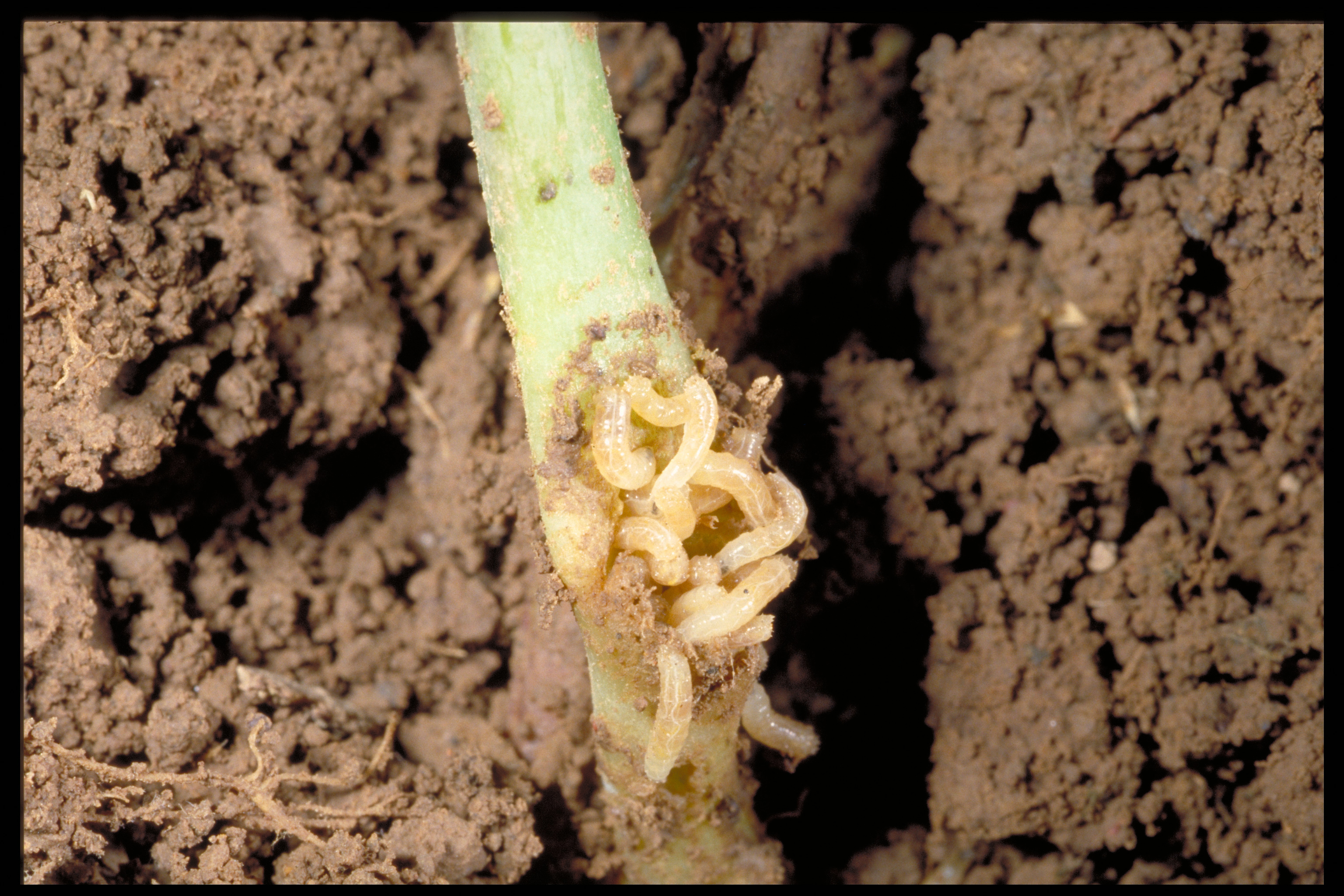 Small, white maggots on plant stem