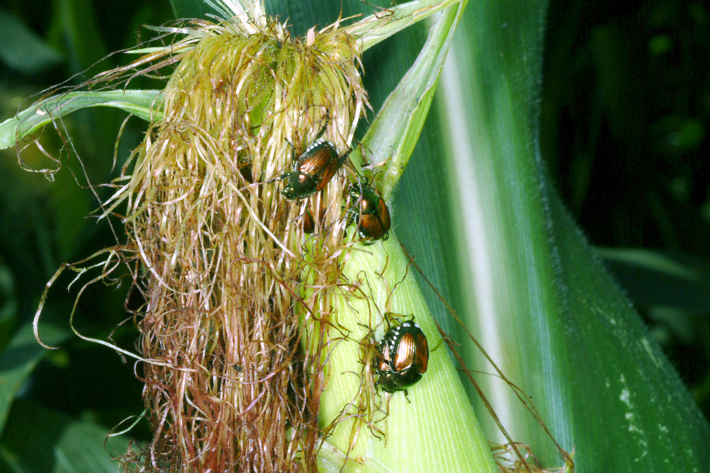 Japanese beetles on ear silks.