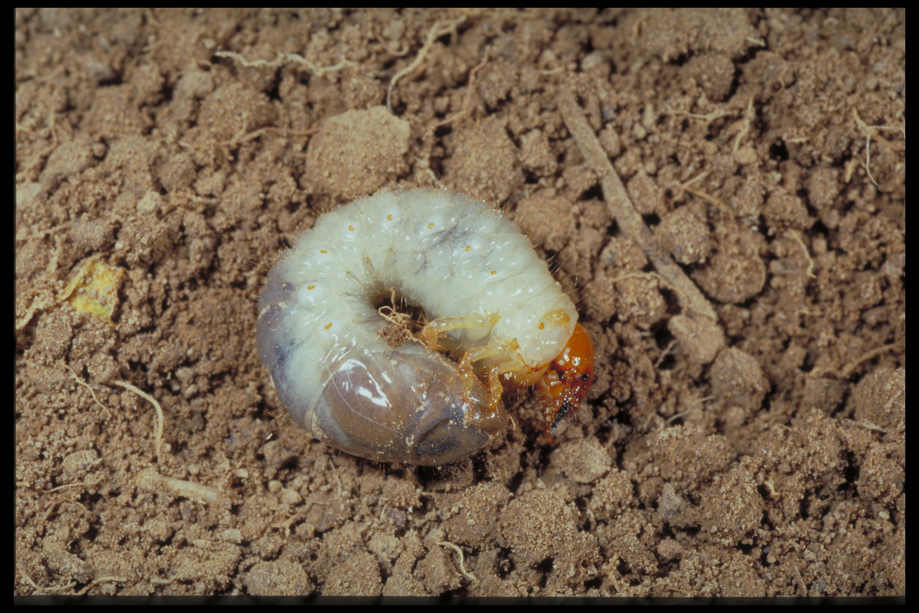 White grub