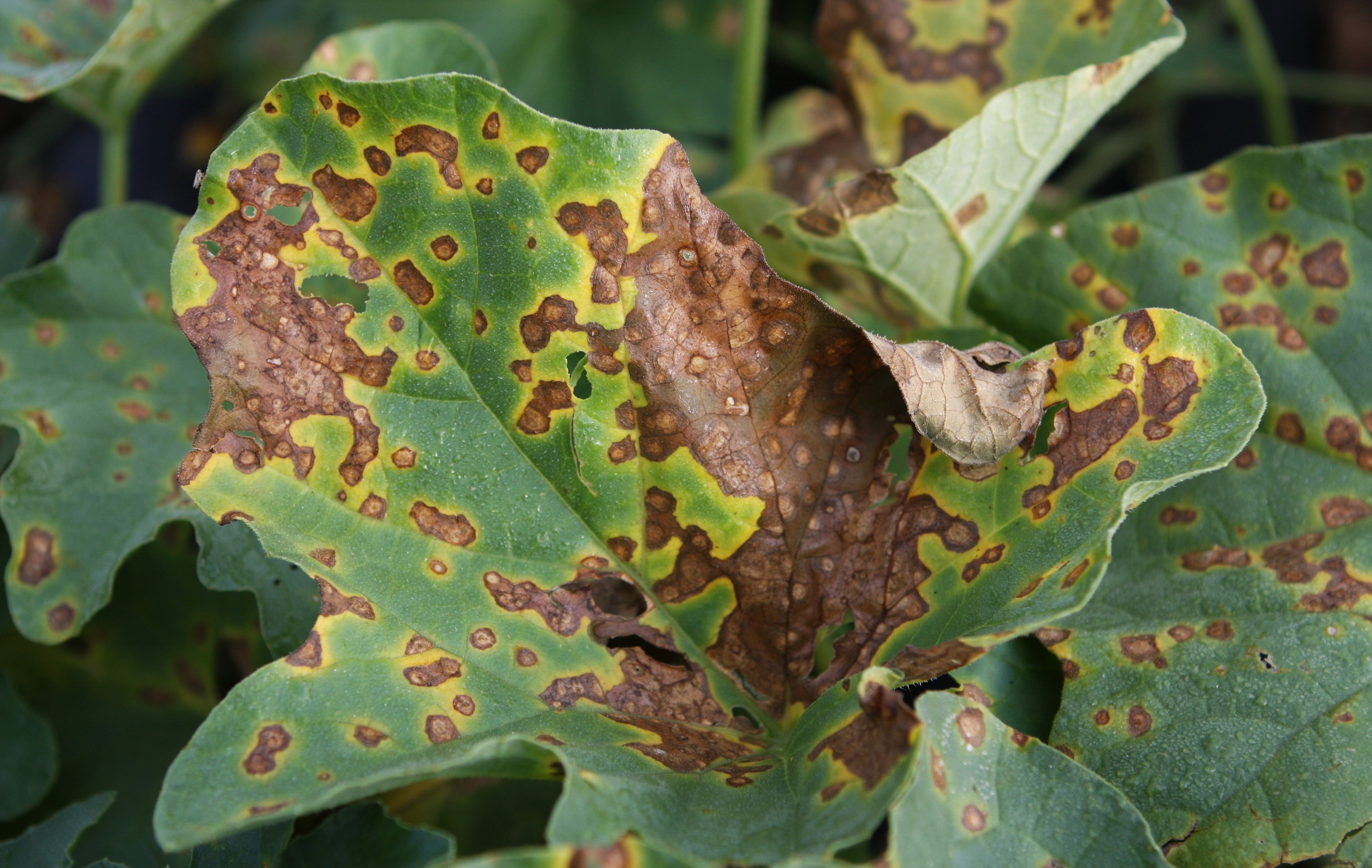 Alternaria leaf blight