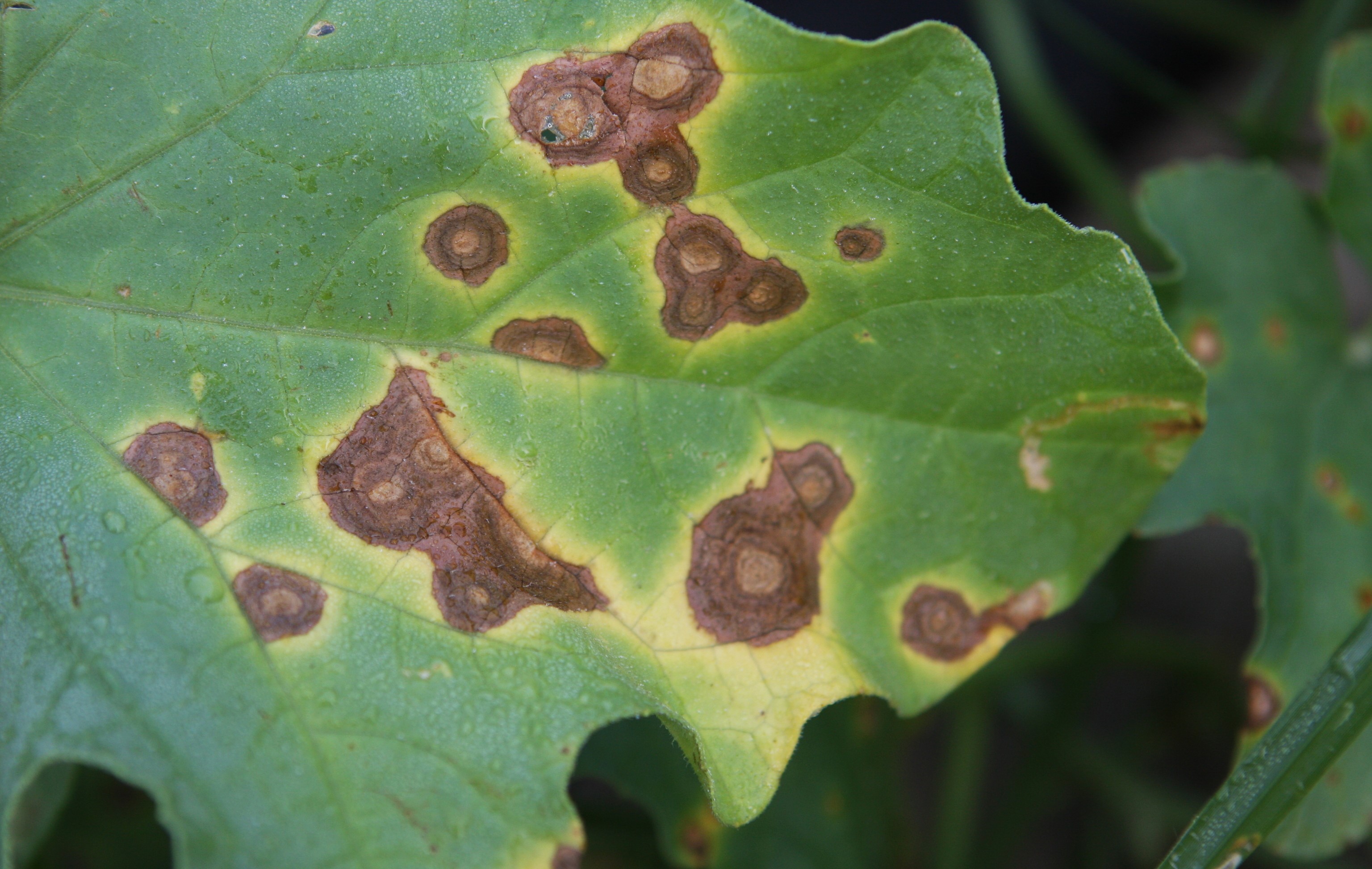 Close-up of Alternaria leaf bligt
