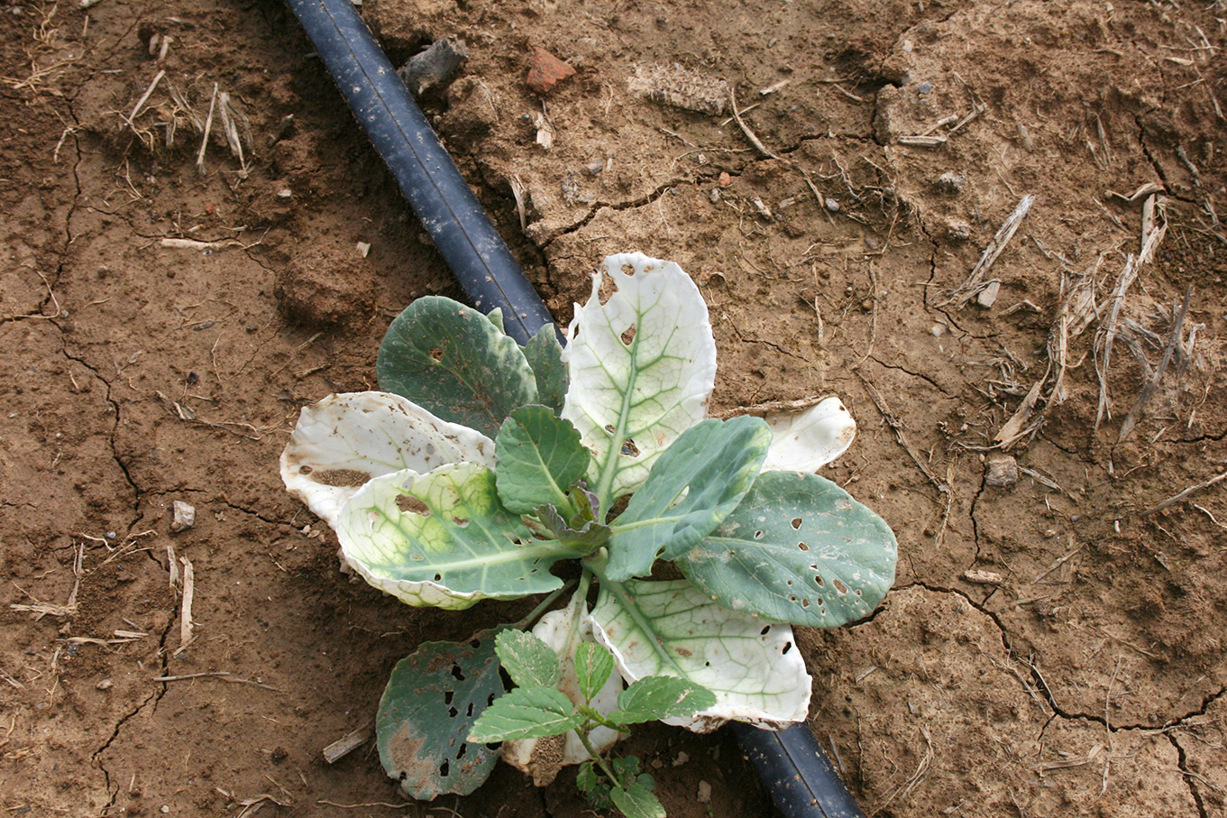 Clomazone (command) injury on cabbage transplants