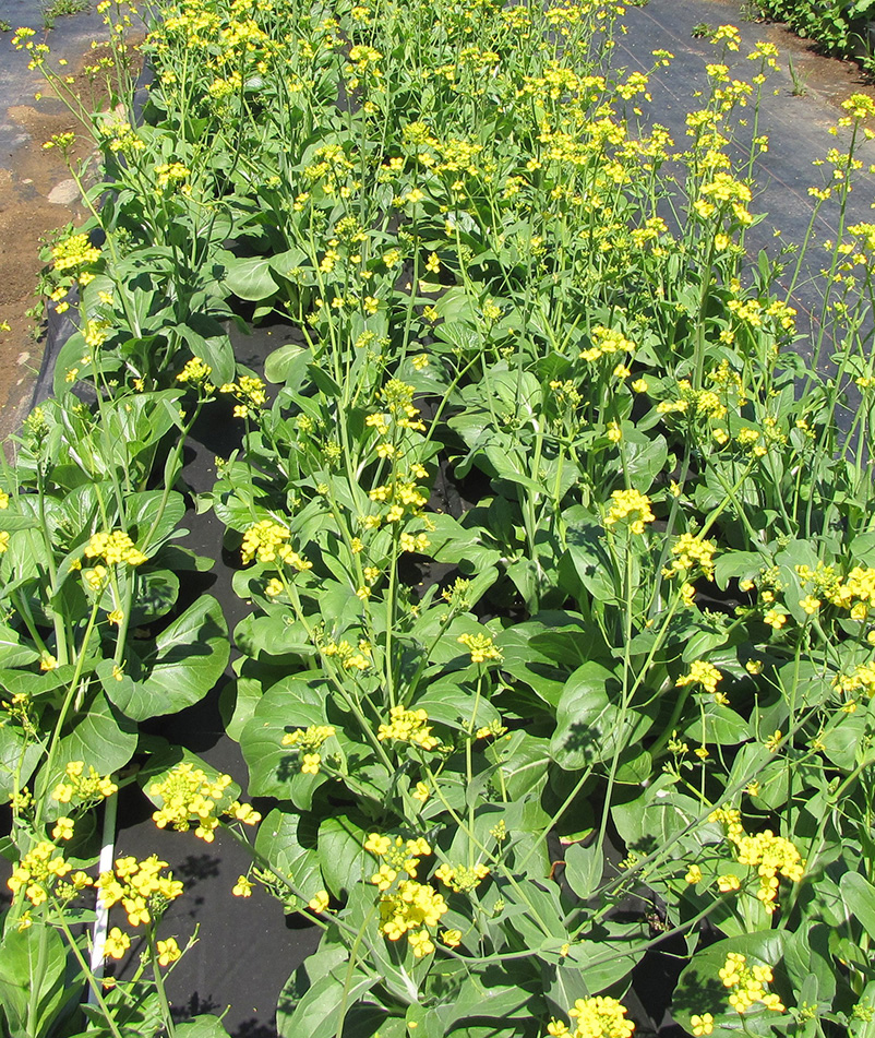 Bolting (flower emergence) in pak choi.