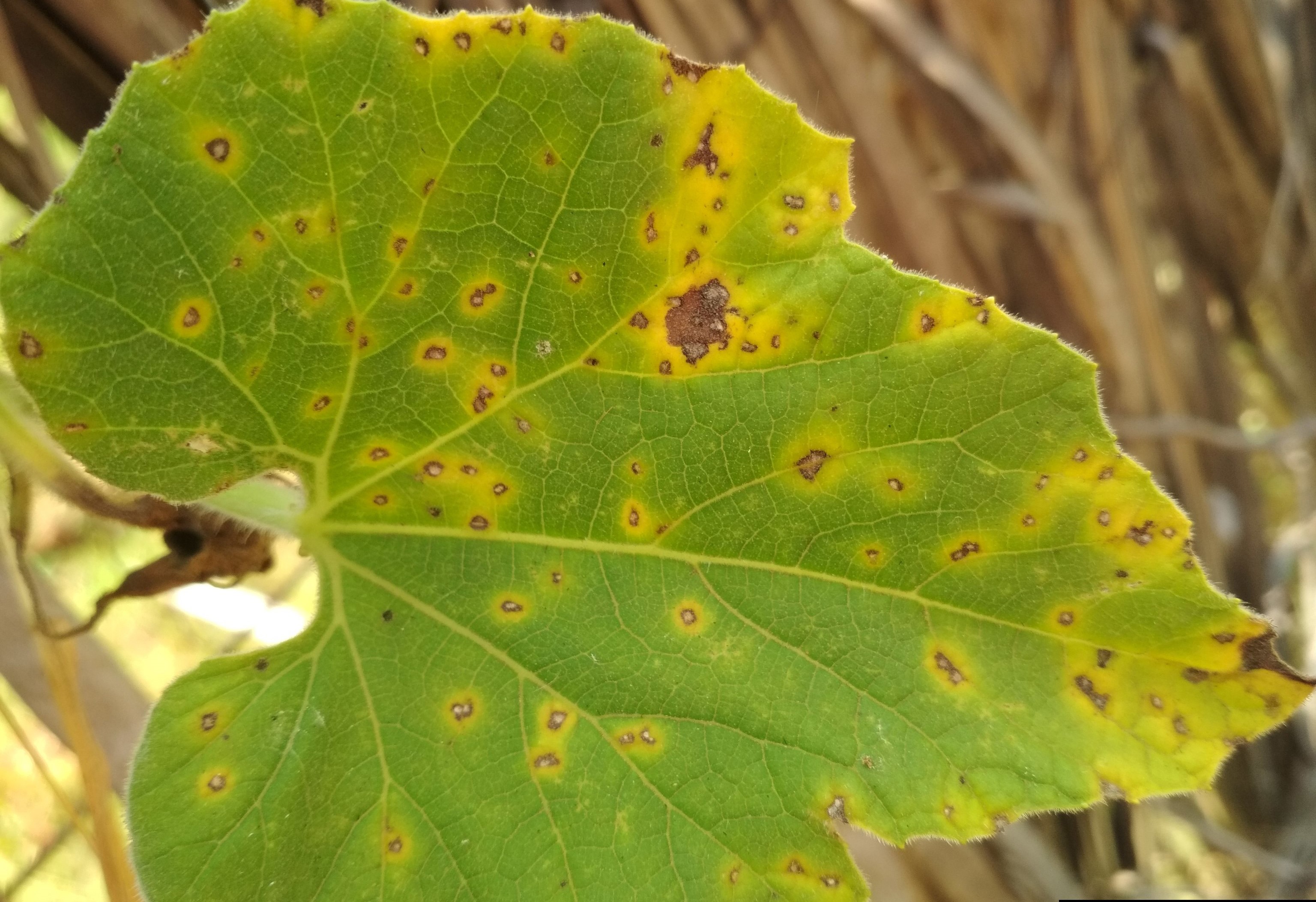 Cercospora leaf spot