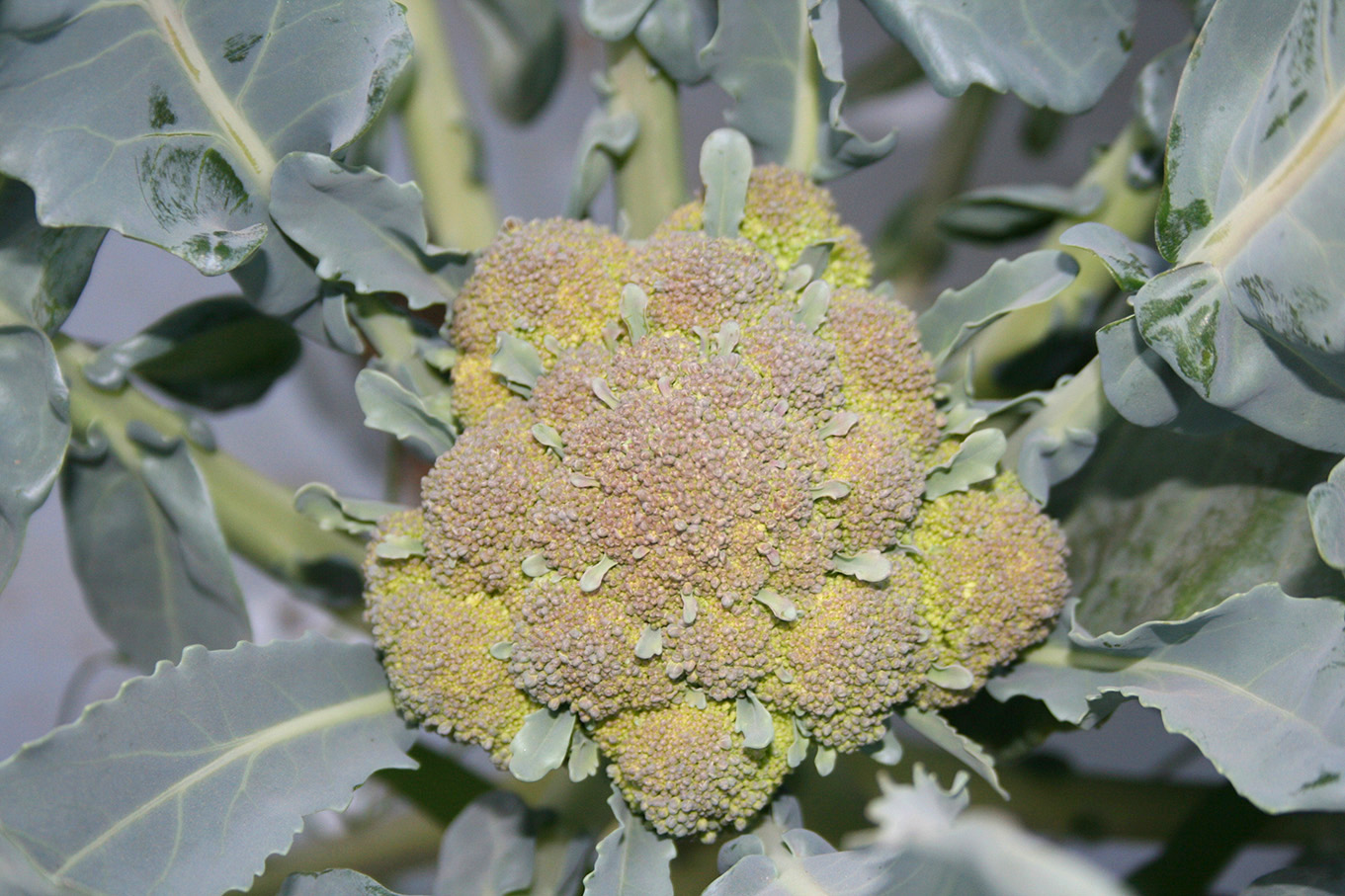 Over-mature broccoli head