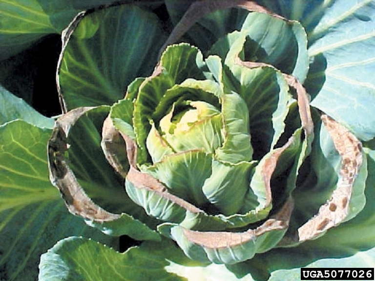 Calcium deficiency, David Langston, Bugwood.org