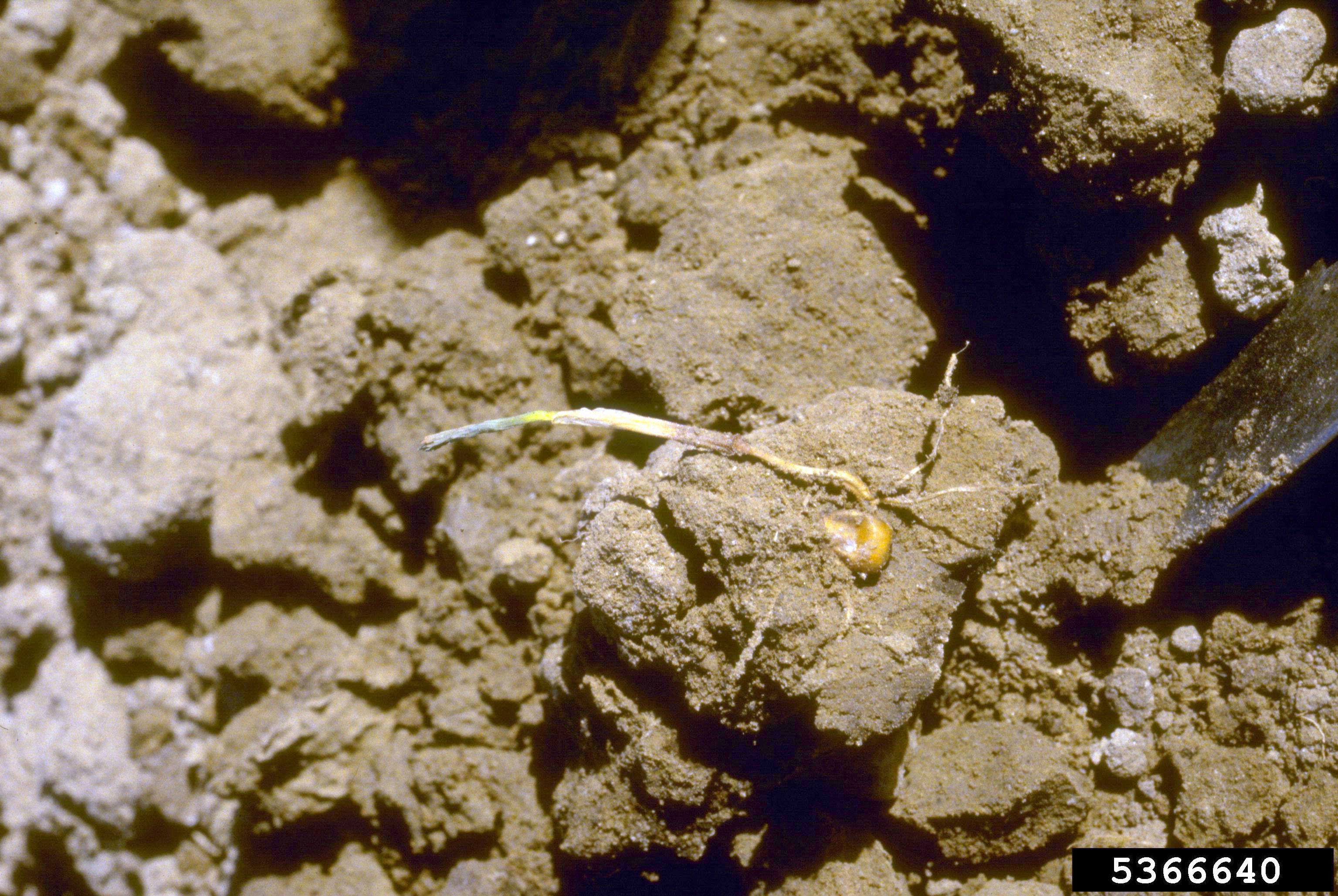 Damping off of corn seedling.