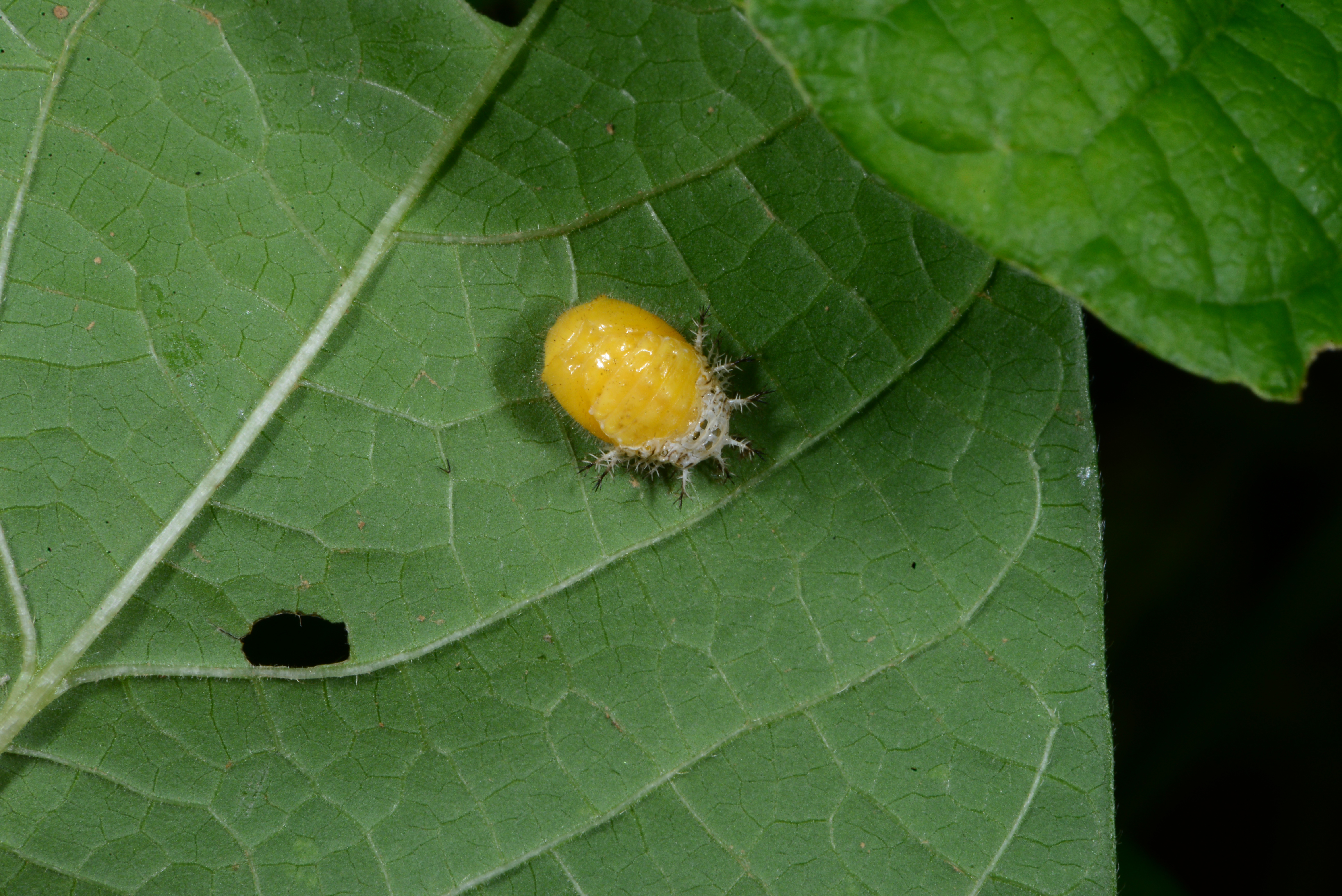 Yellow beetle pupa