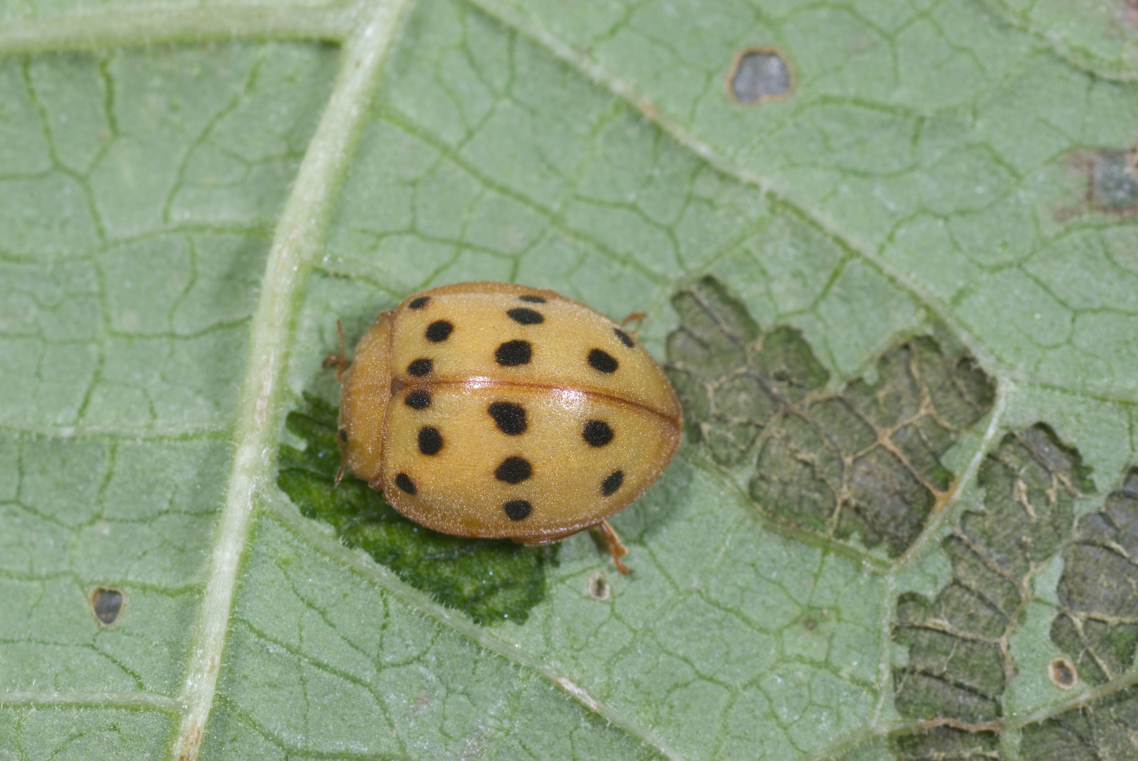 Mexican bean beetle