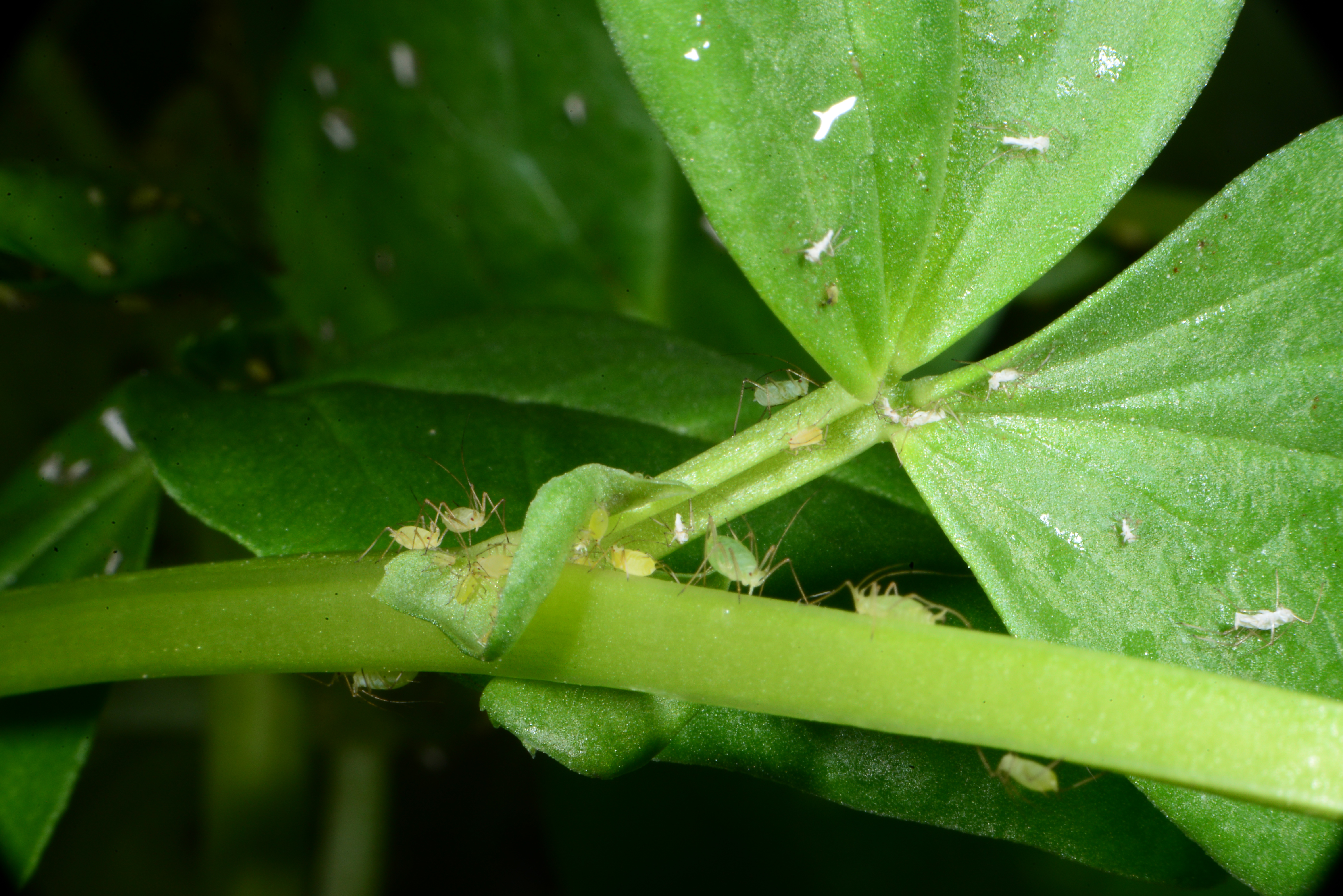 Pea aphid