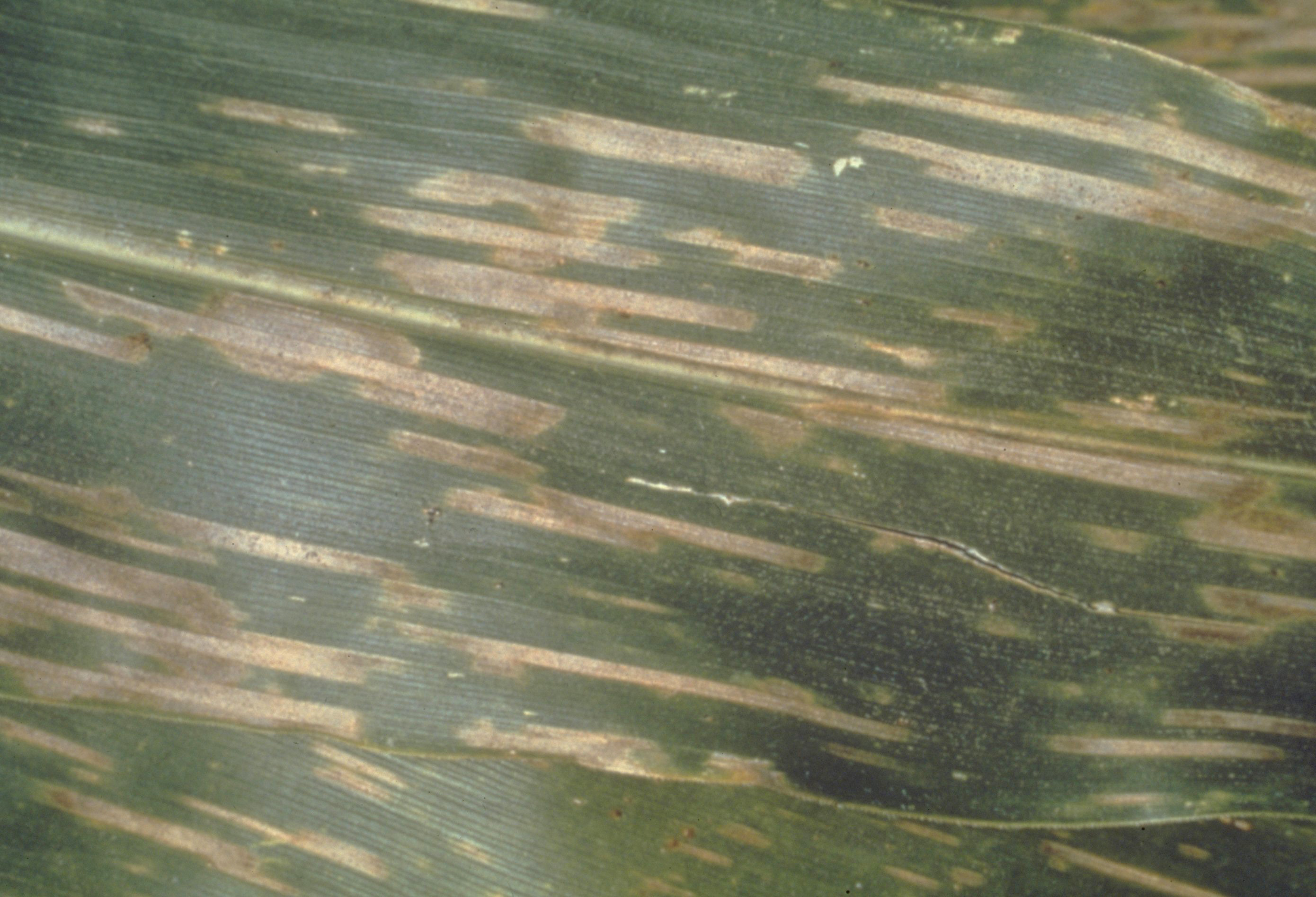 Gray leaf spot.
