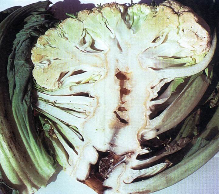 Boron deficiency in cauliflower
