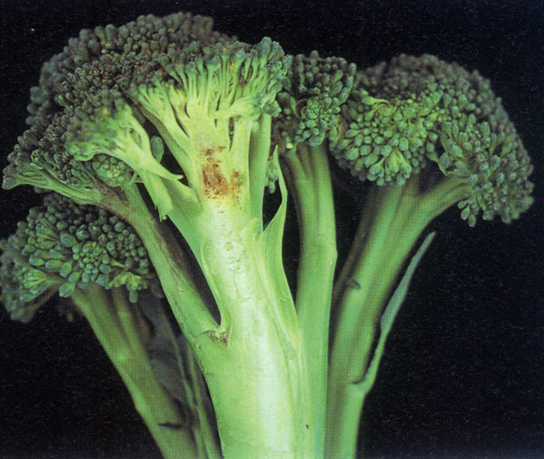 Boron deficiency in broccoli