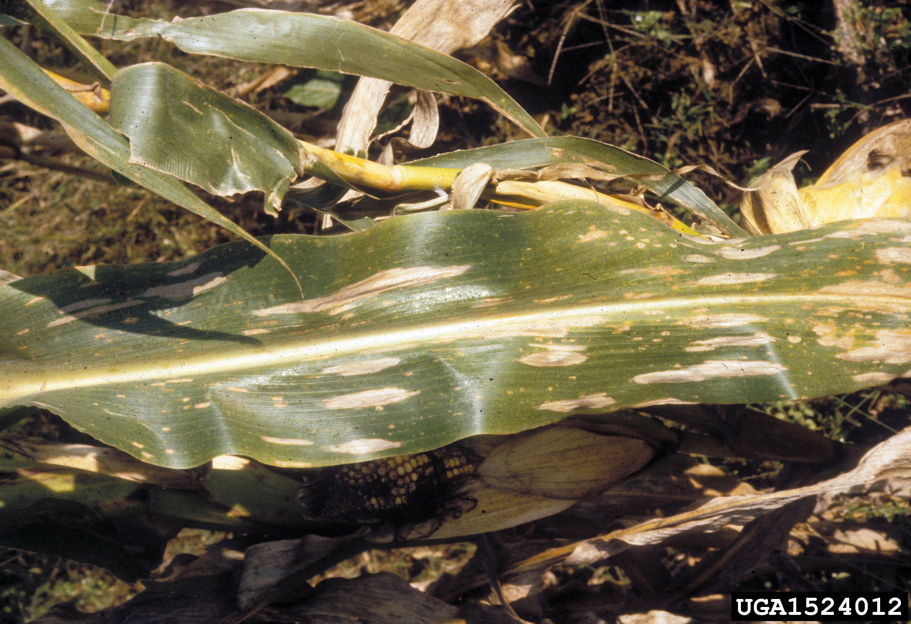 Northern corn leaf blight