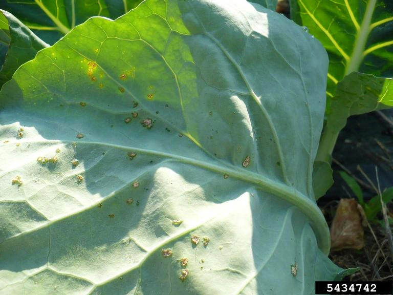 Edema on cabbage leaves