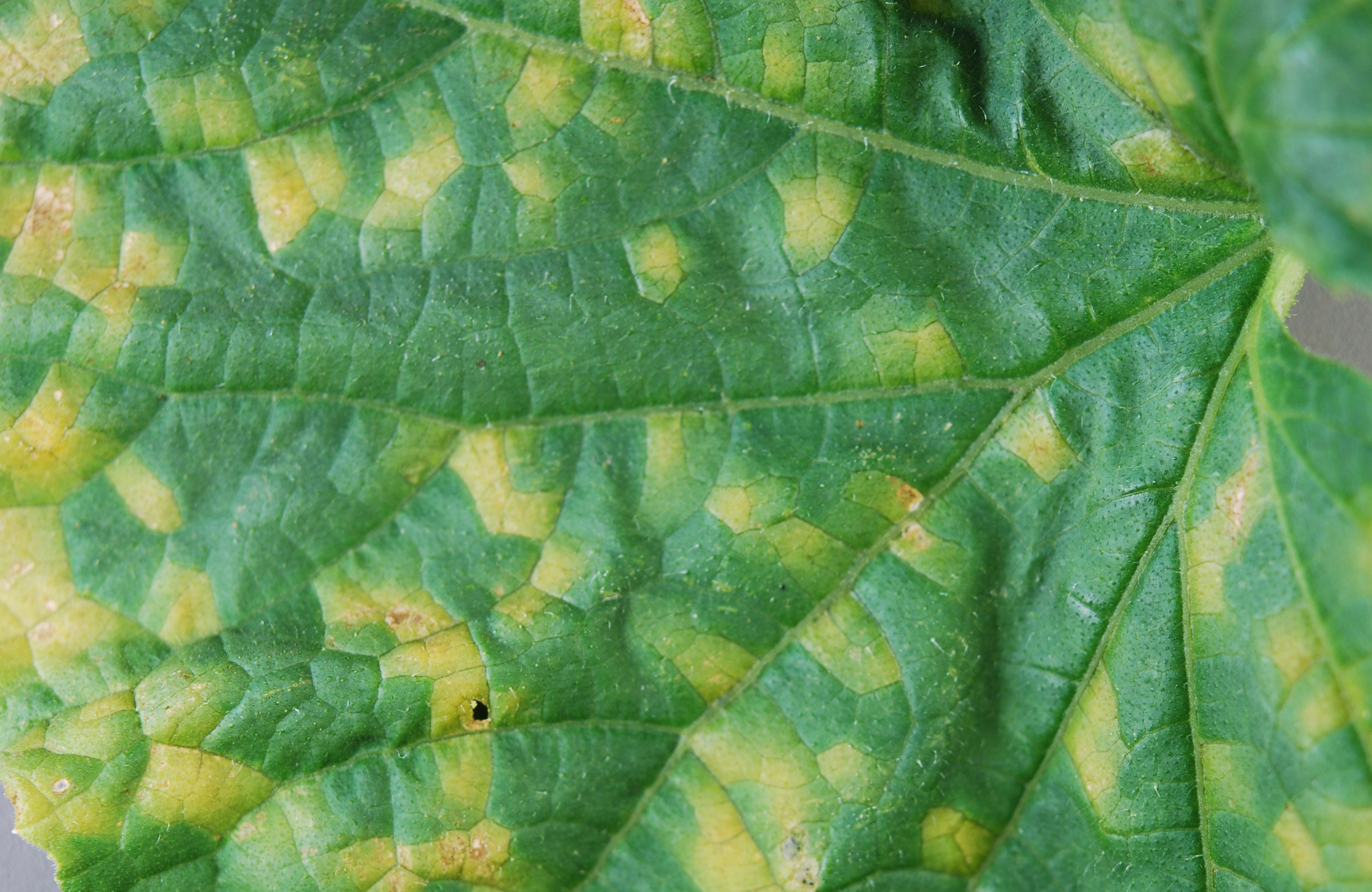 Downy midlew on foliage upper