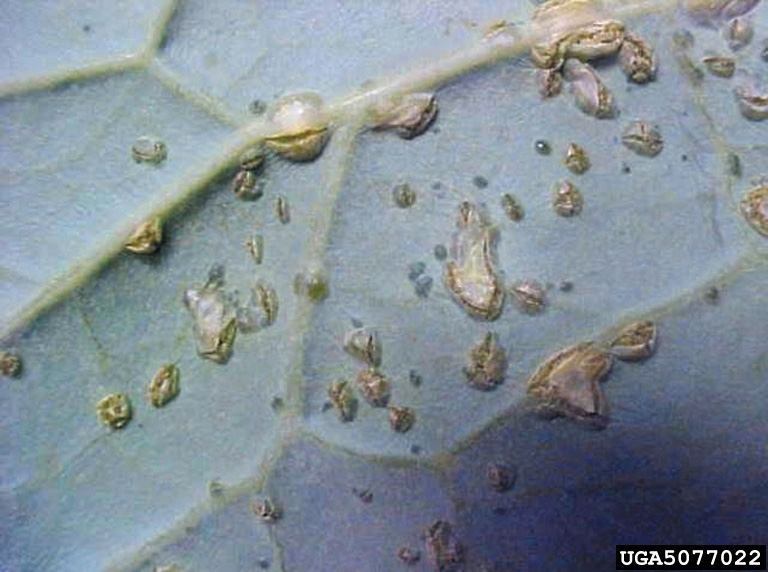 Closeup of edema on cabbage leaves