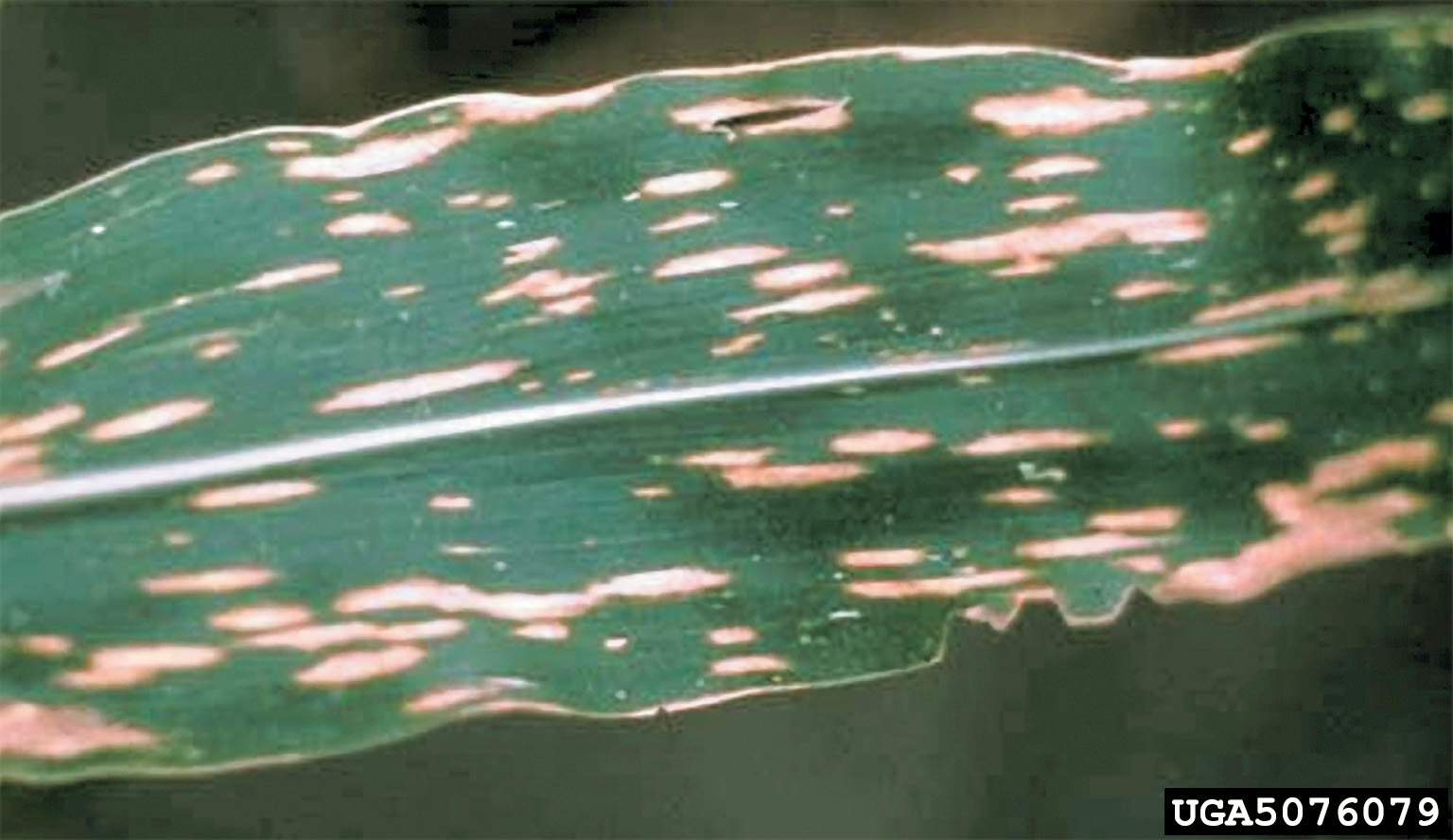 Southern corn leaf blight