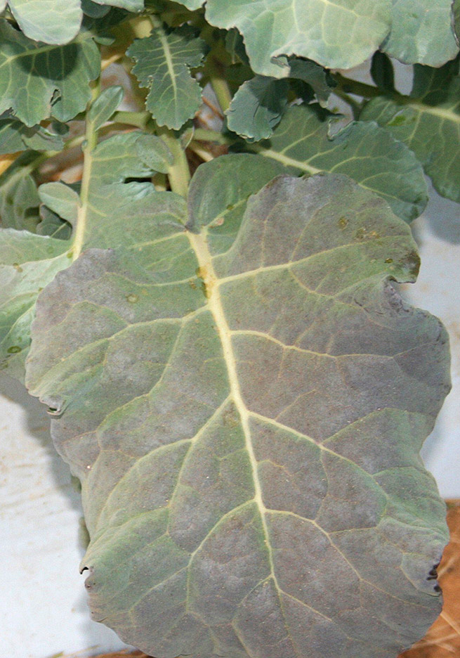General cold injury on broccoli leaves