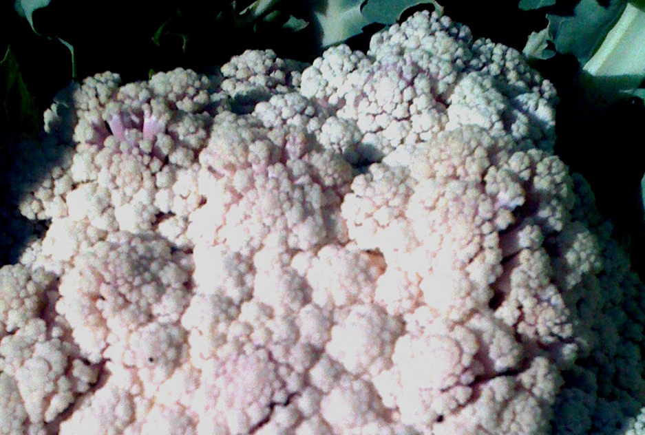 General cold injury on cauliflower