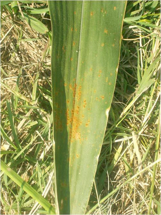 Southern rust.