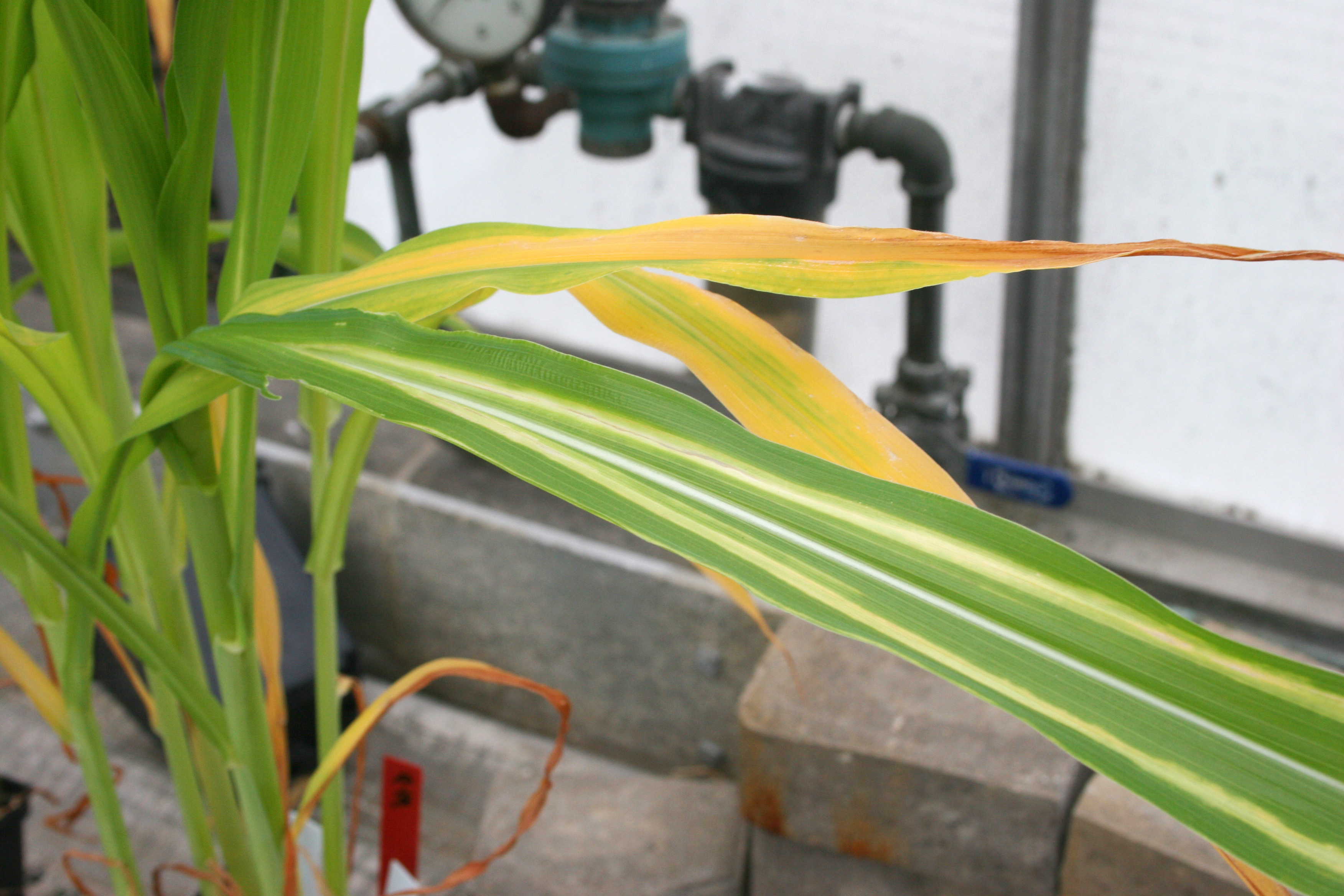 Foliar symptoms of Stewart's wilt of corn