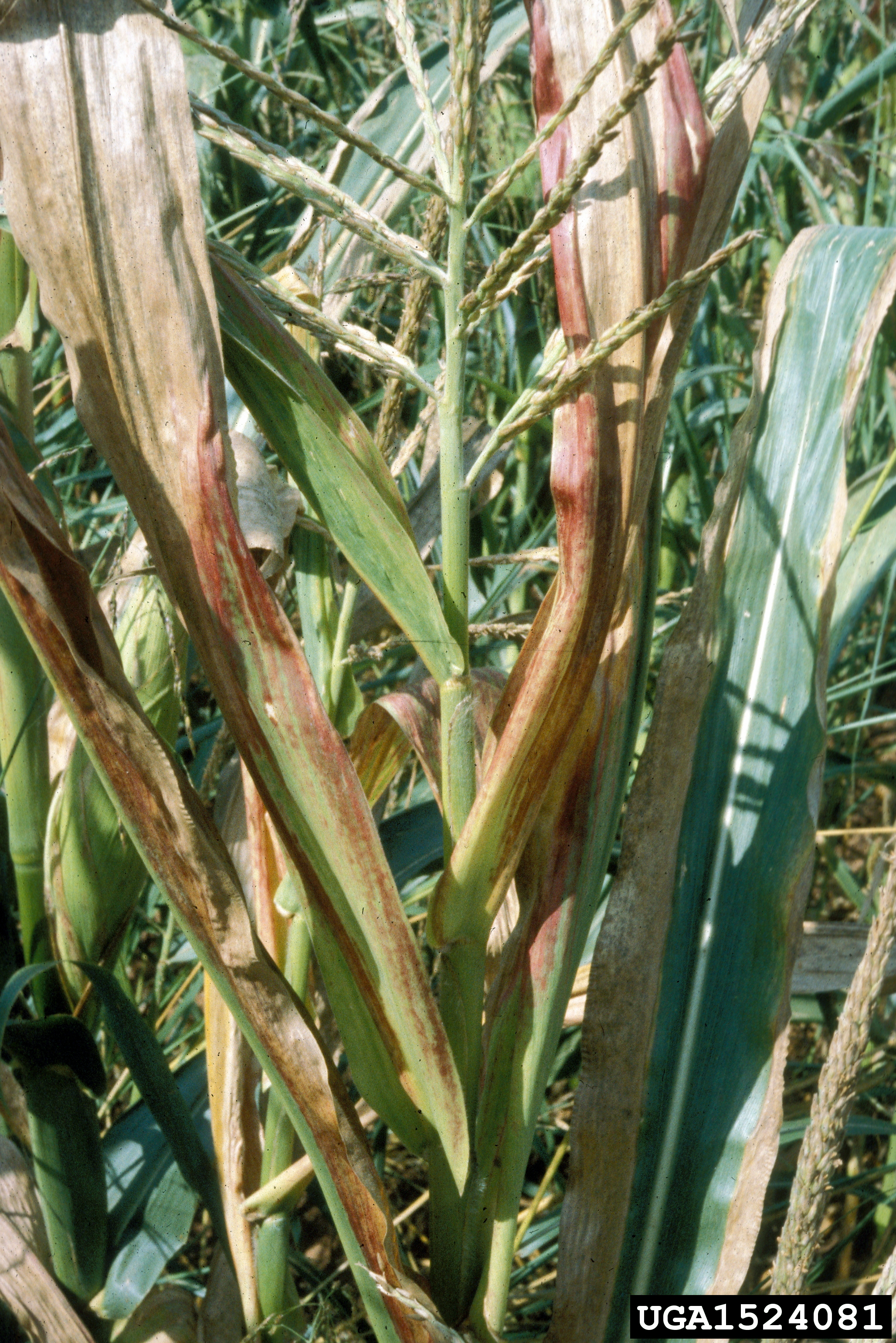 Maize chlorotic dwarf symptoms