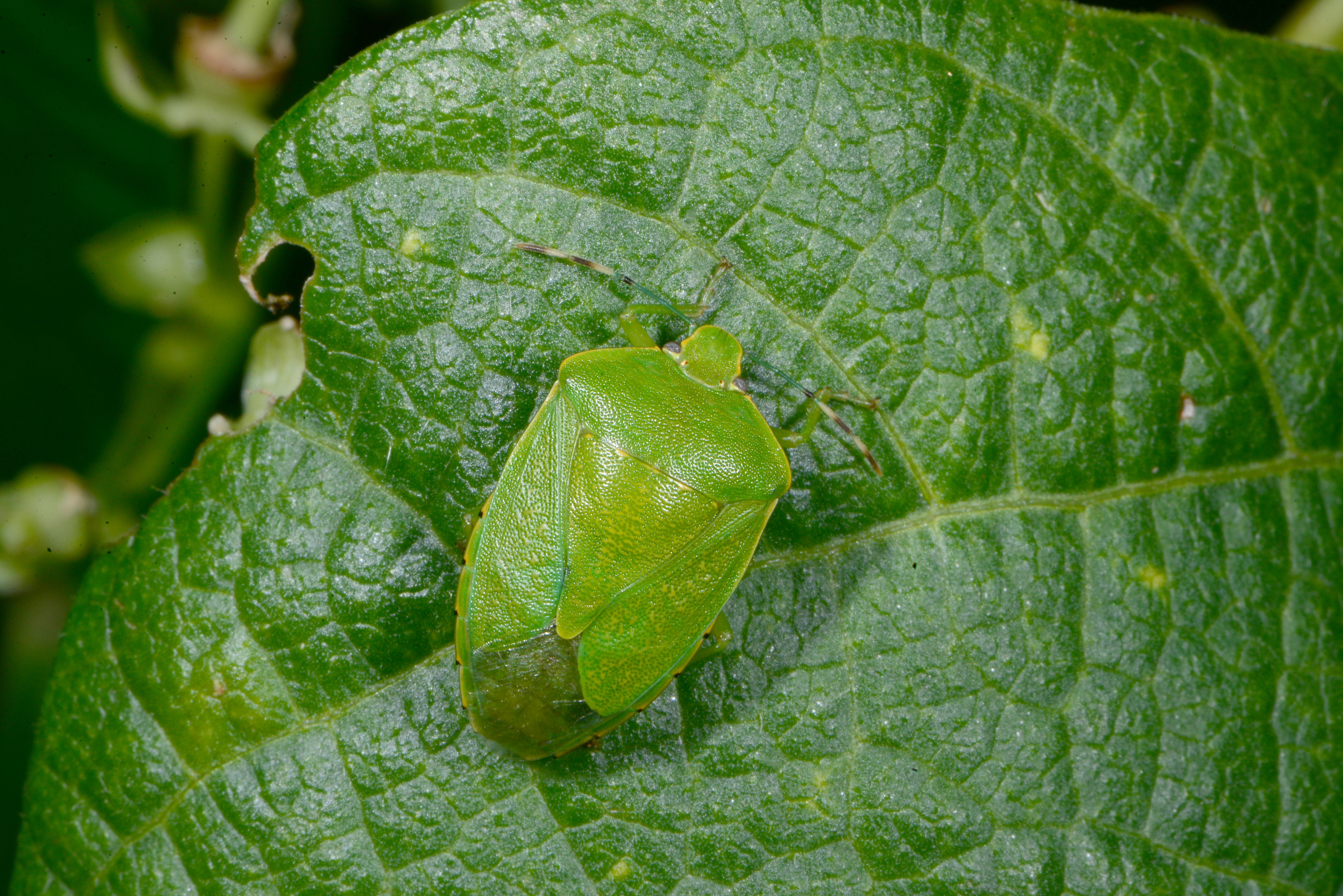 Green stinkbug on leaf