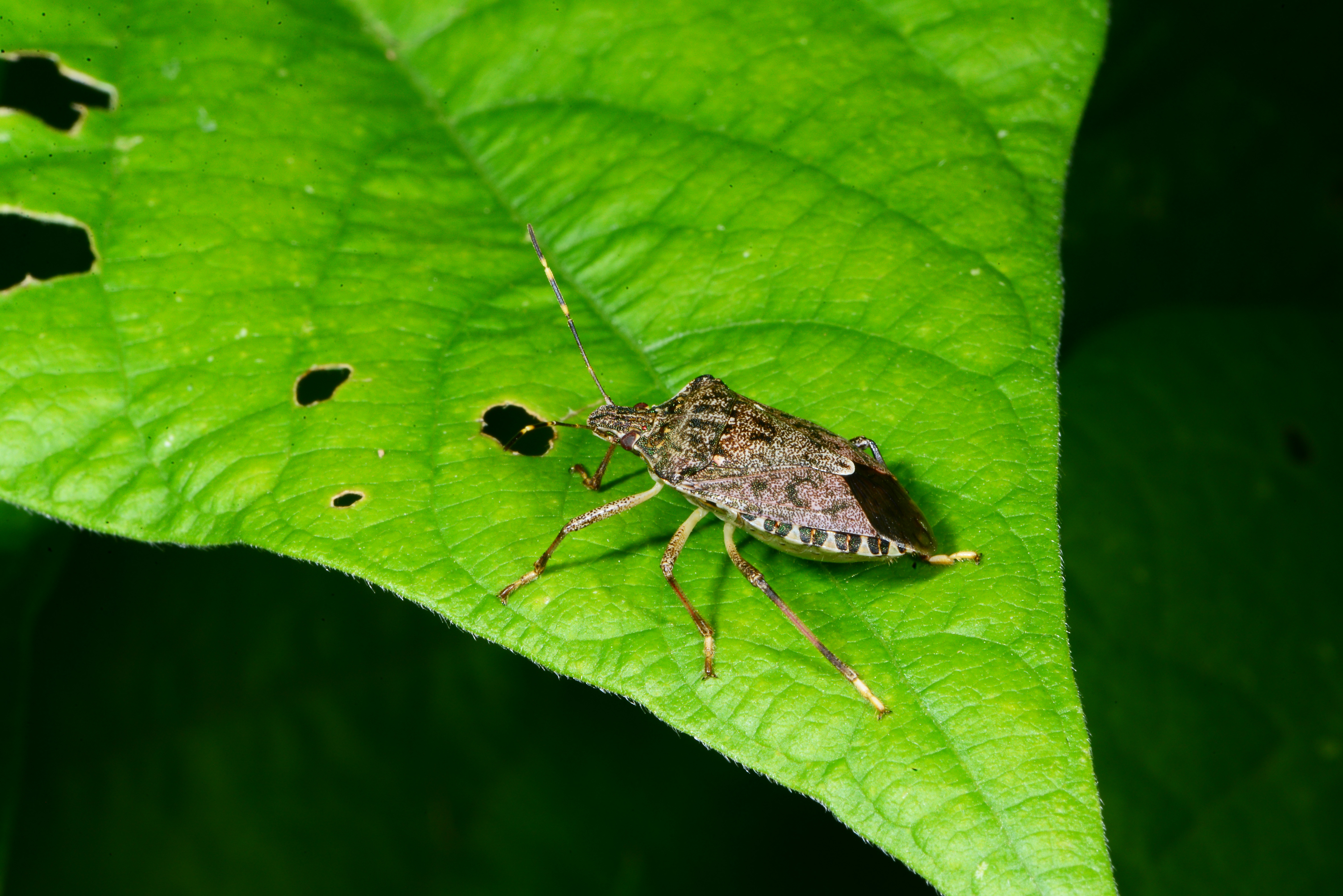 Brown stinkbug on leaf